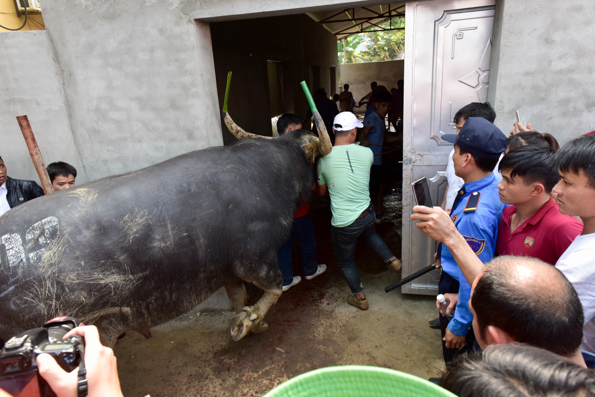 le hoi choi trau hai luu ban ve tra hinh anh 11