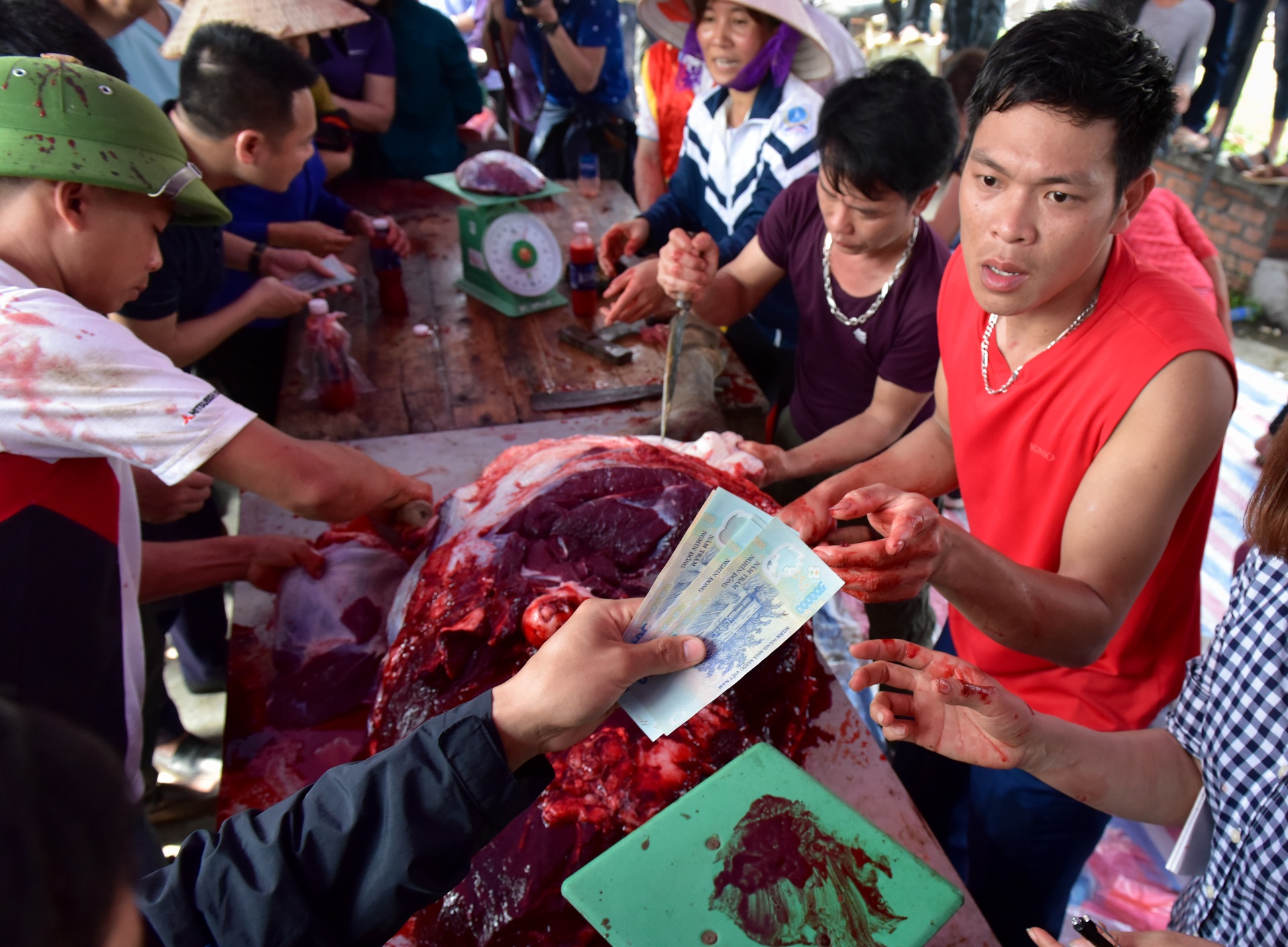 le hoi choi trau hai luu ban ve tra hinh anh 12