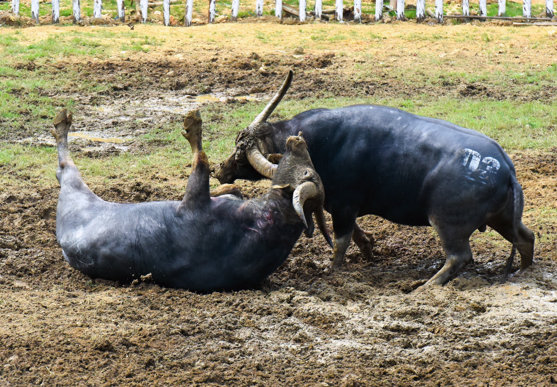 le hoi choi trau hai luu ban ve tra hinh anh 10