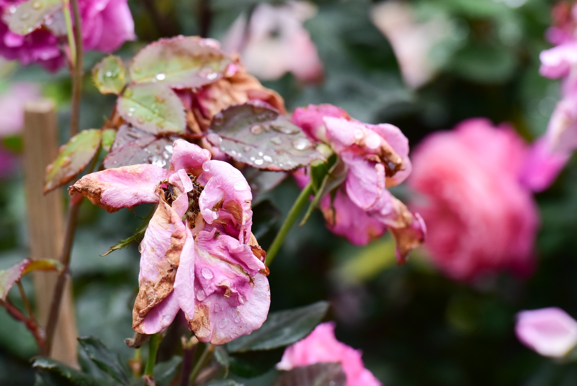 lễ hội hoa hồng bulgaria ảnh 11 le hoi hoa hong bulgaria anh 11