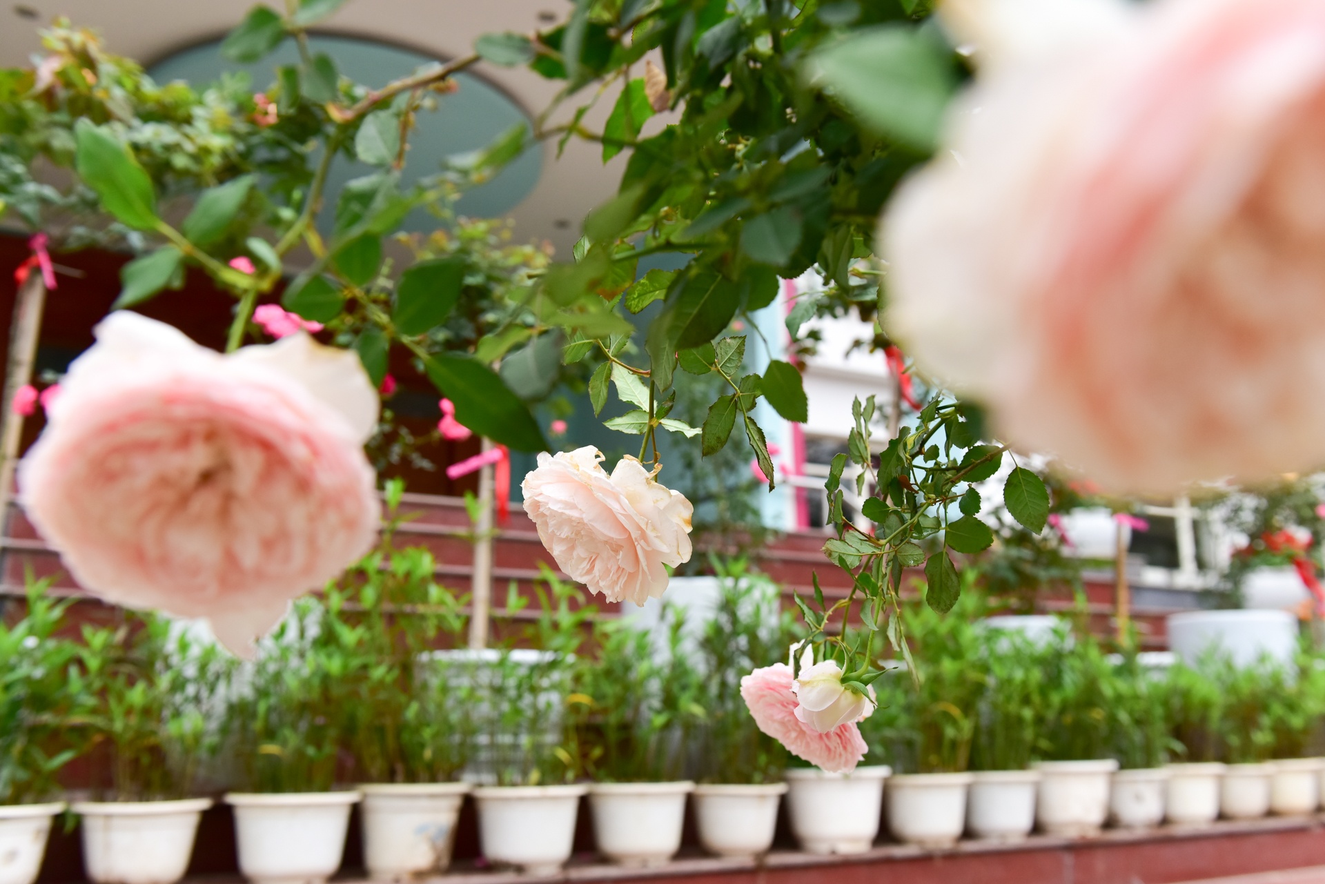 lễ hội hoa hồng bulgaria ảnh 12 le hoi hoa hong bulgaria anh 12