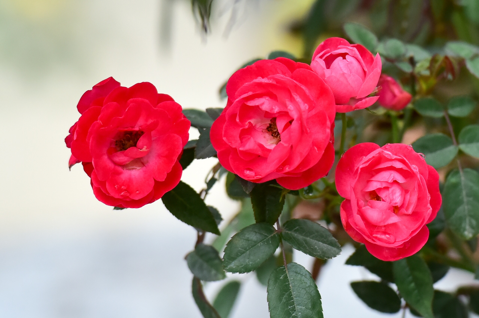 Ngam hoa hong Bulgaria ruc ro truoc ngay le hoi hinh anh