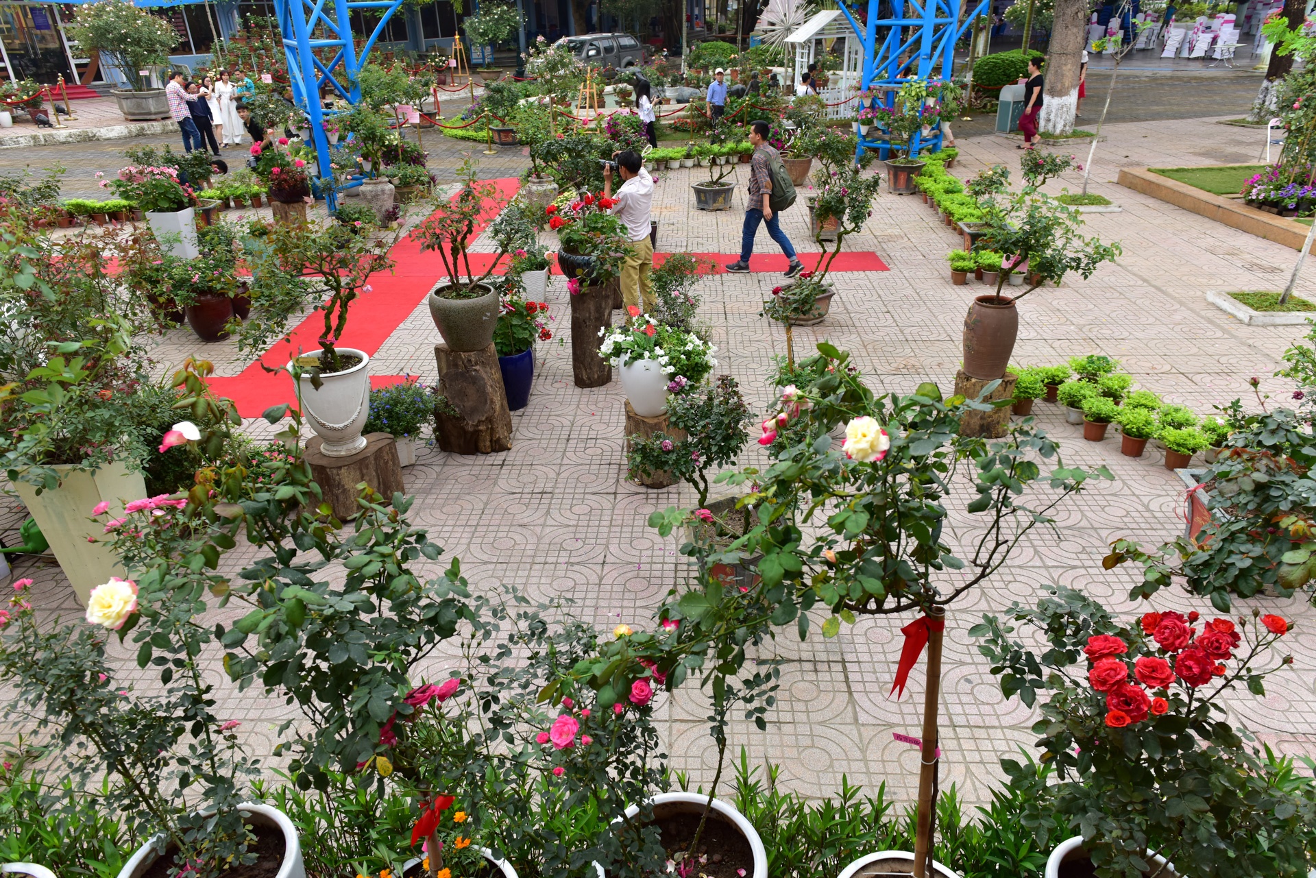 lễ hội hoa hồng bulgaria ảnh 1 le hoi hoa hong bulgaria anh 1