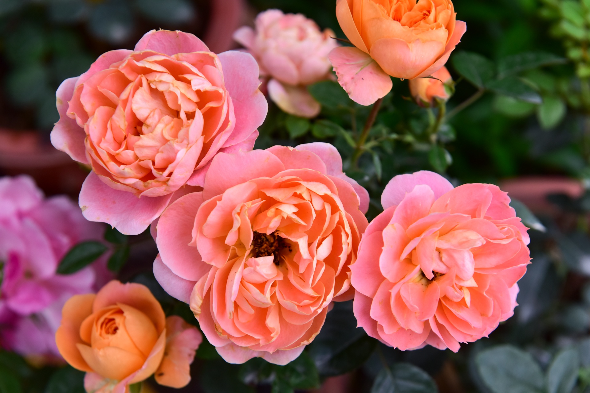 lễ hội hoa hồng bulgaria ảnh 3 le hoi hoa hong bulgaria anh 3