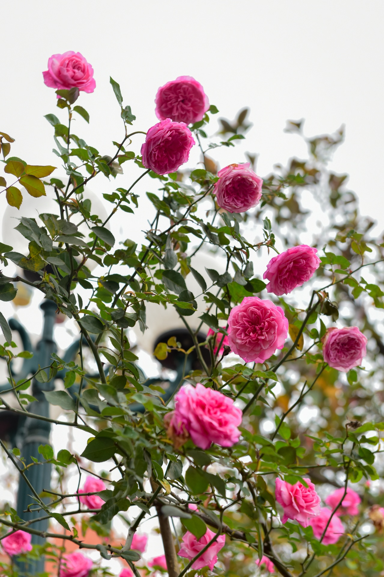 lễ hội hoa hồng bulgaria ảnh 4 le hoi hoa hong bulgaria anh 4