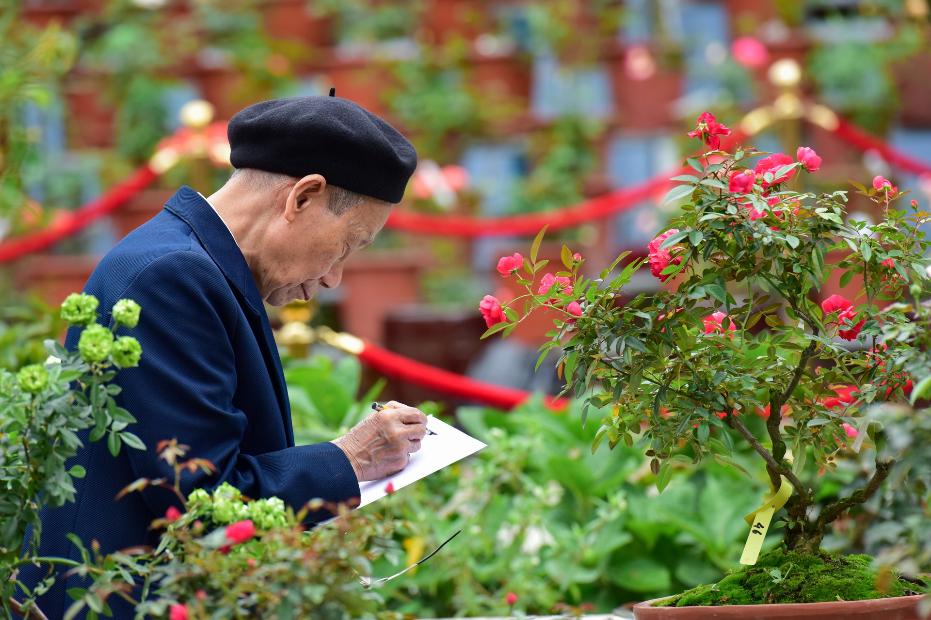 lễ hội hoa hồng bulgaria ảnh 6 le hoi hoa hong bulgaria anh 6