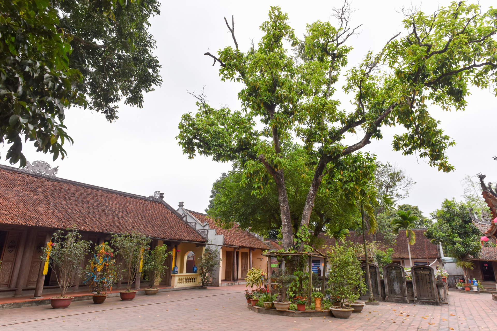 Chua Tay Phuong phu nhan lien quan den cay da khong lo tren quoc lo hinh anh