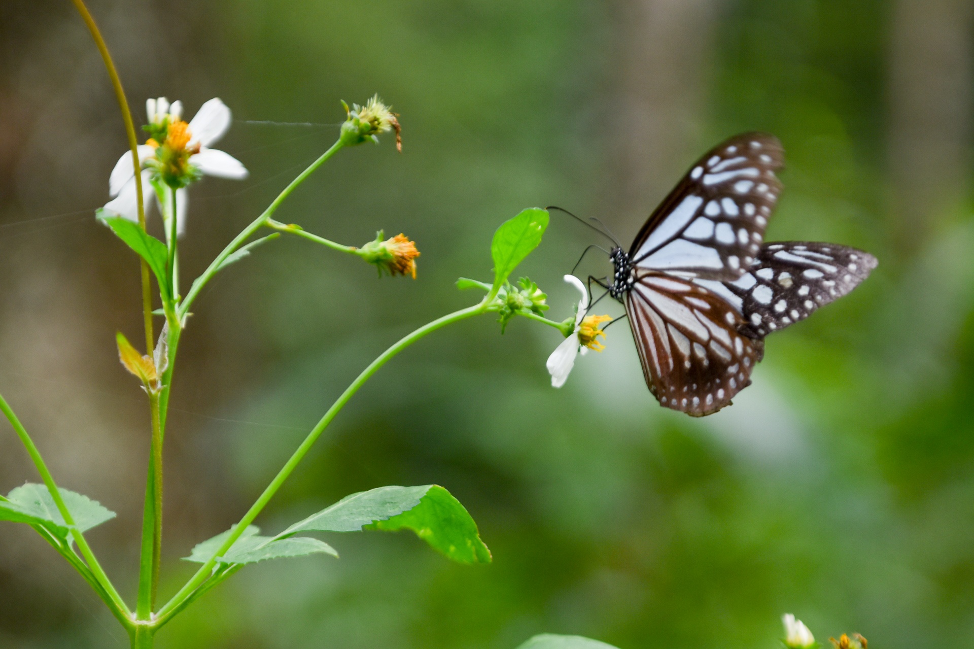 cuc phuong mua buom anh 13