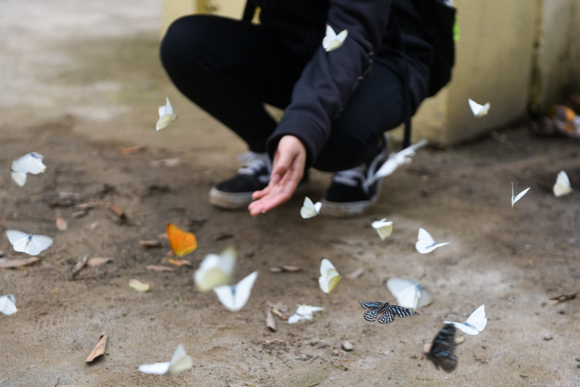 cuc phuong mua buom anh 3