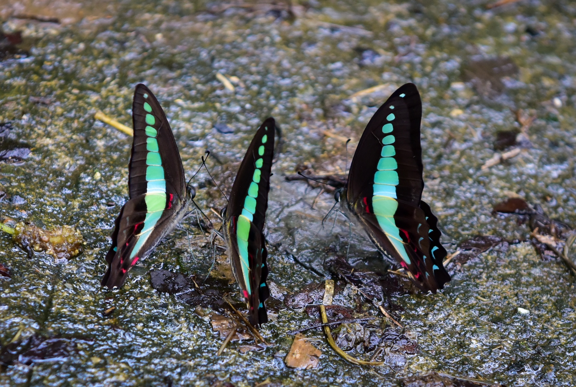 cuc phuong mua buom anh 4