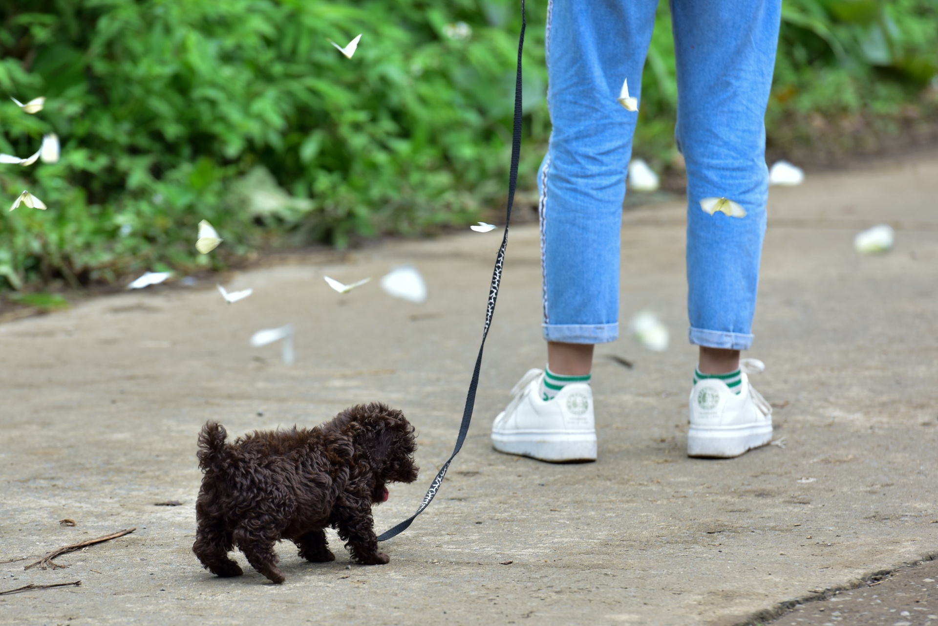 cuc phuong mua buom anh 9