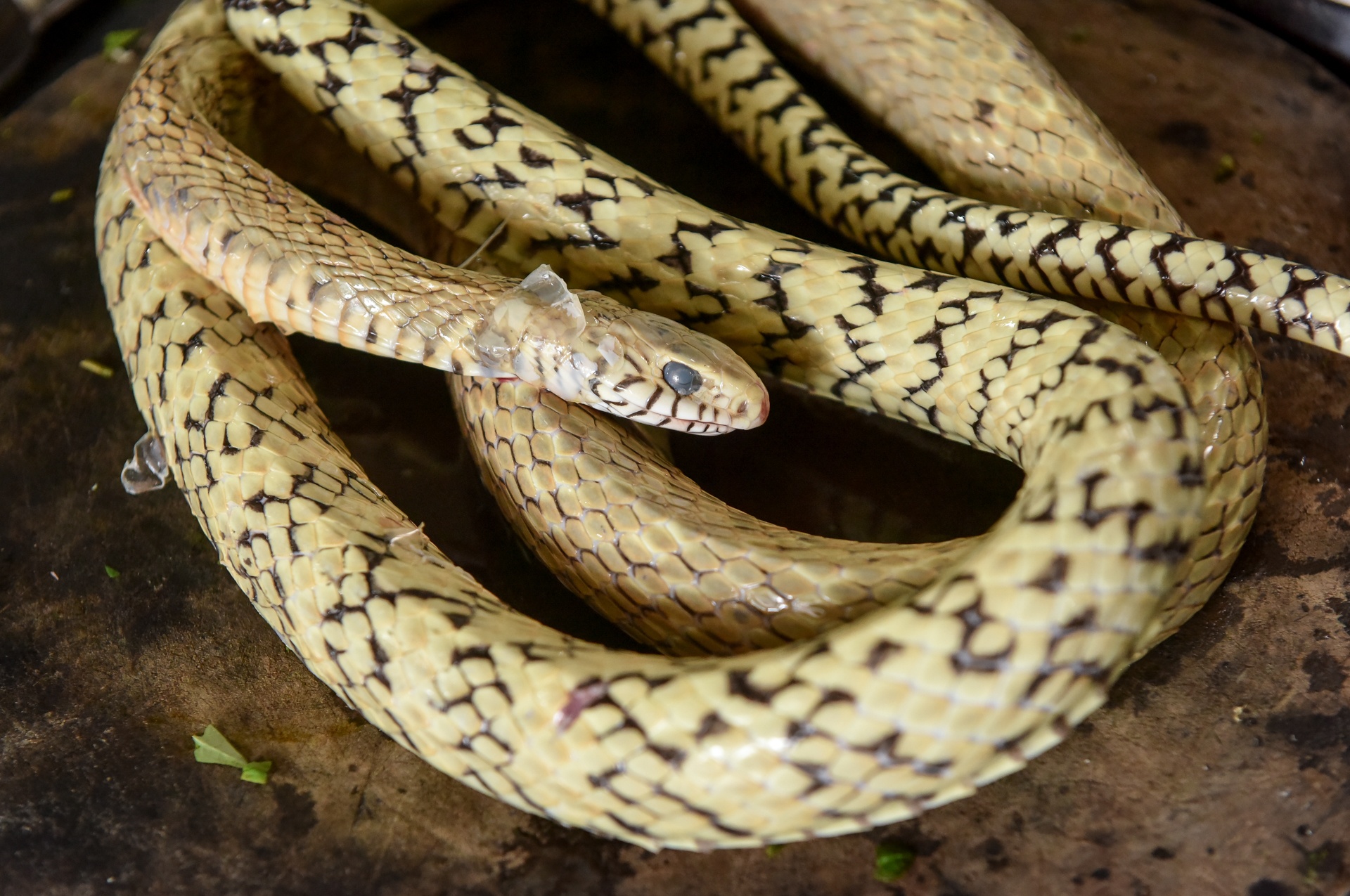 Lam giau nho ran doc hinh anh