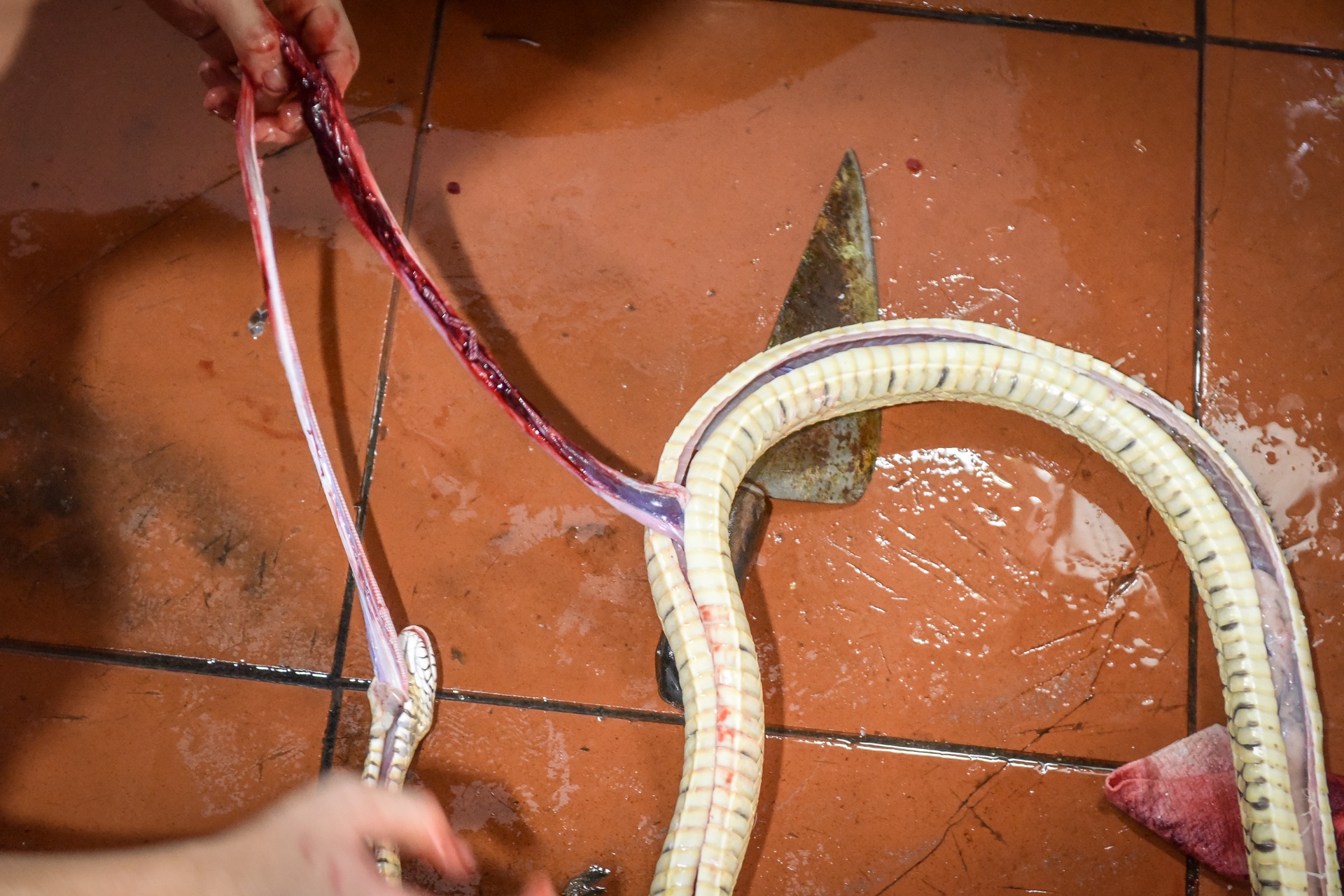 lang nghe ran vinh son anh 11