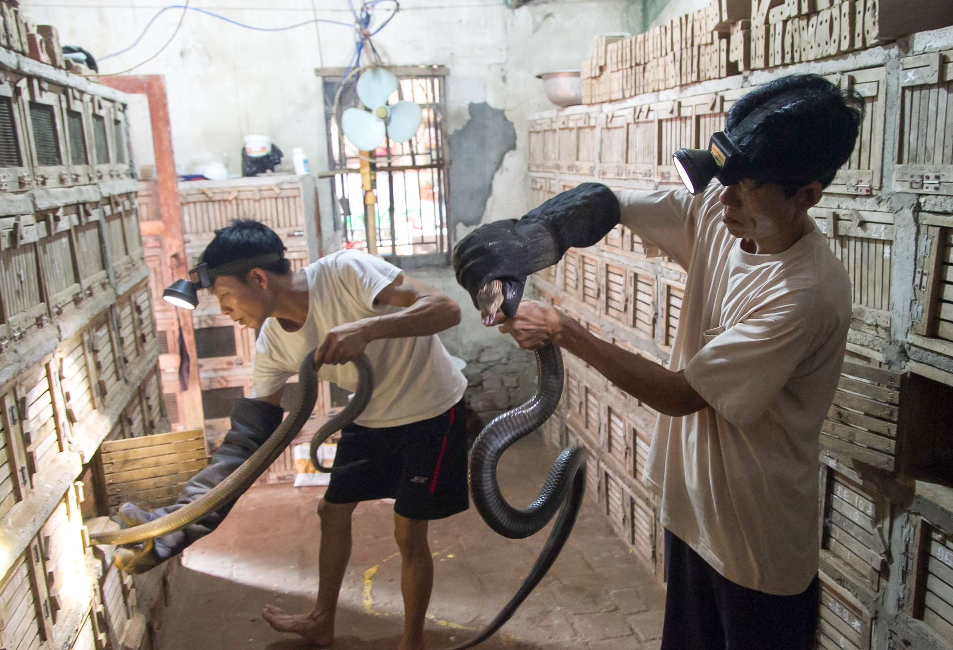 lang nghe ran vinh son anh 1