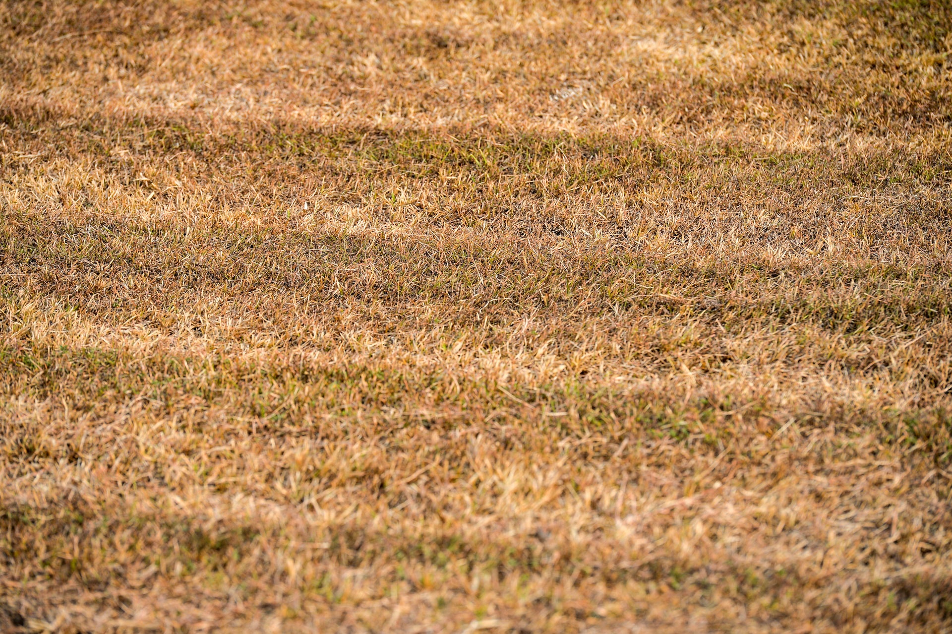 mặt sân tiêu chuẩn công nhân của Olympic Việt Nam ảnh 9 mat san tieu chuan cong nhan cua Olympic Viet Nam anh 9