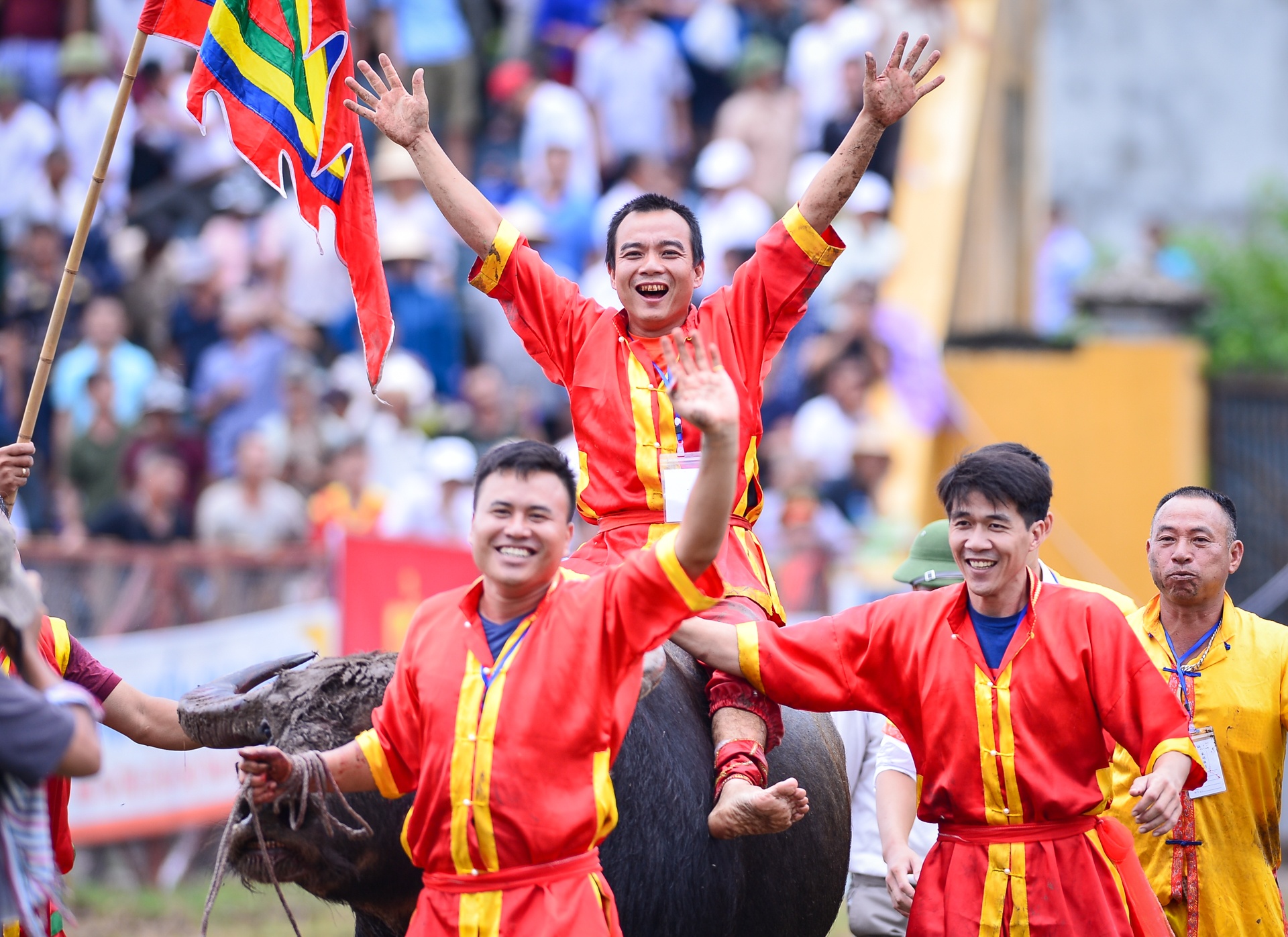 chọi trâu Đồ Sơn ảnh 16 choi trau Do Son anh 16