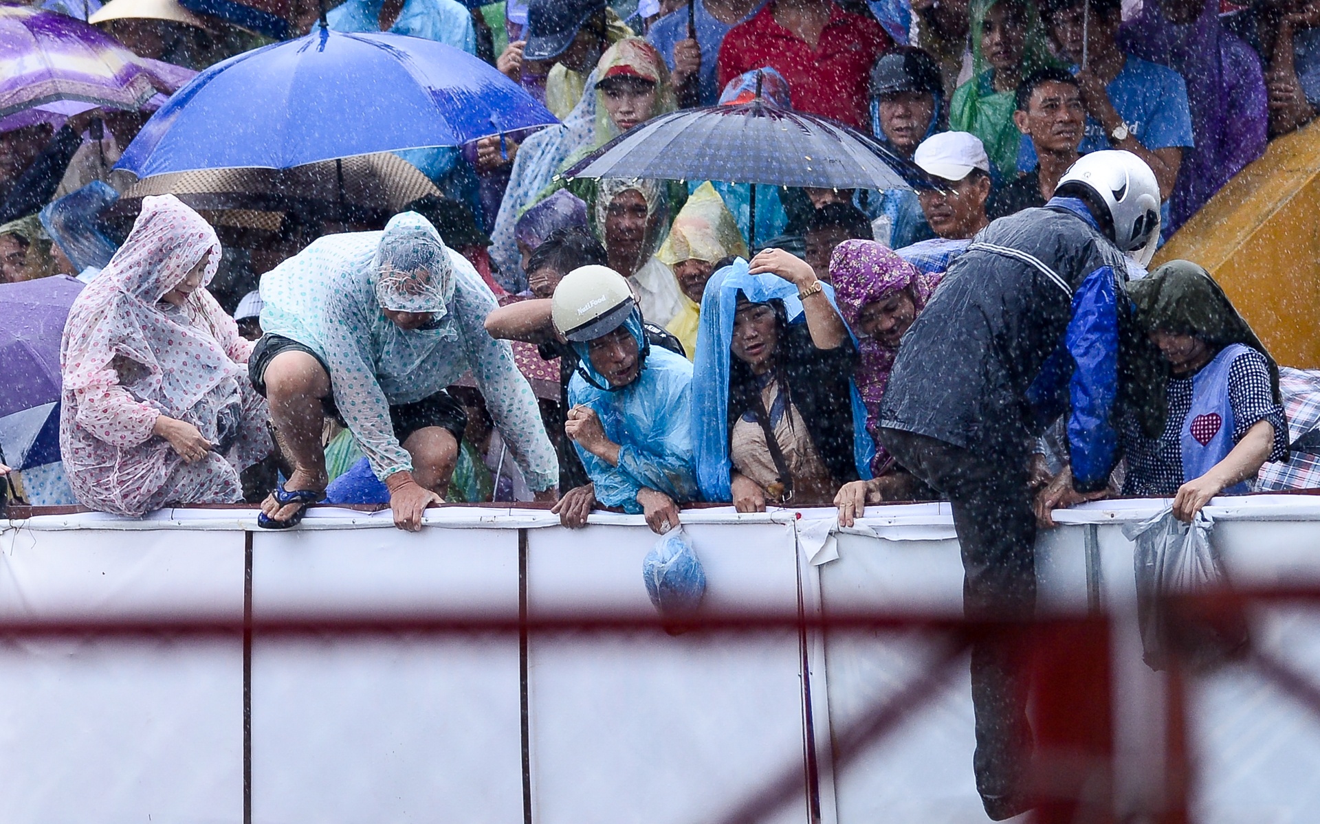 chọi trâu Đồ Sơn ảnh 11 choi trau Do Son anh 11