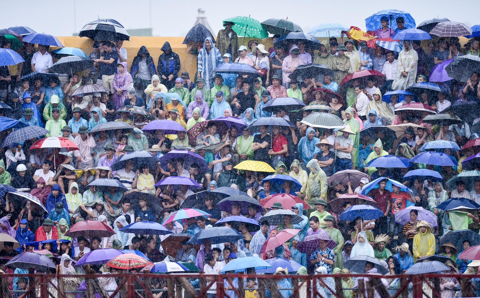 chọi trâu Đồ Sơn ảnh 1 choi trau Do Son anh 1