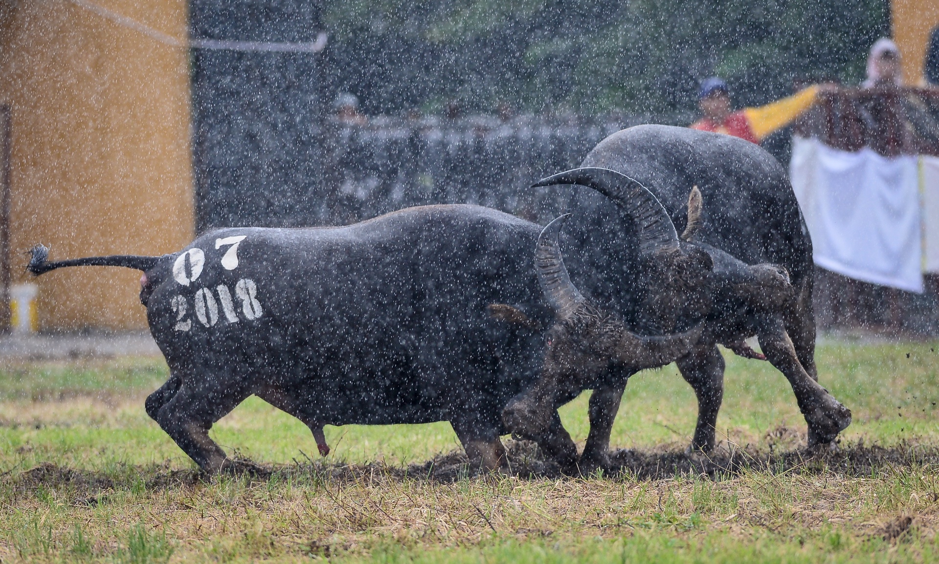 chọi trâu Đồ Sơn ảnh 13 choi trau Do Son anh 13