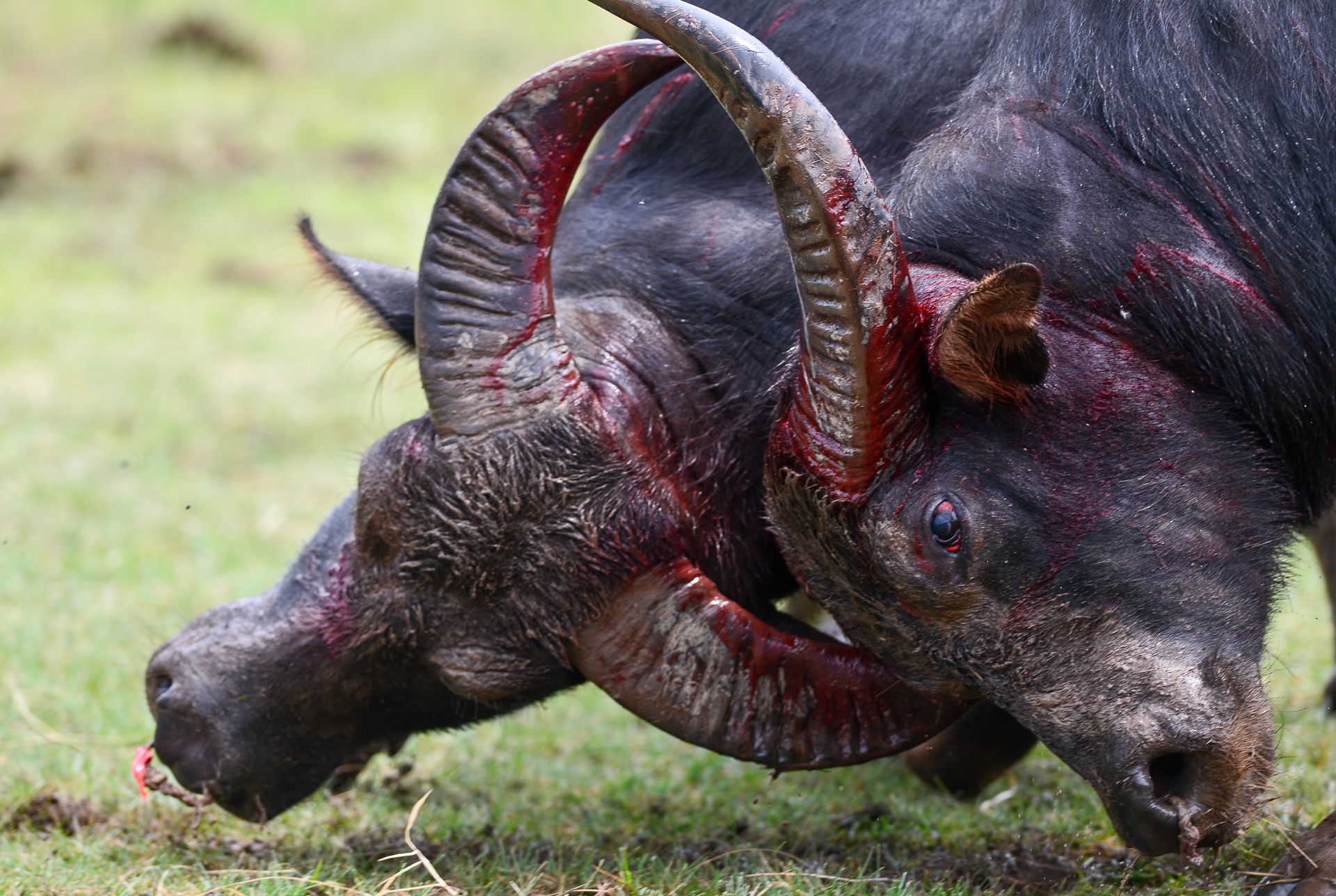 chọi trâu Đồ Sơn ảnh 14 choi trau Do Son anh 14