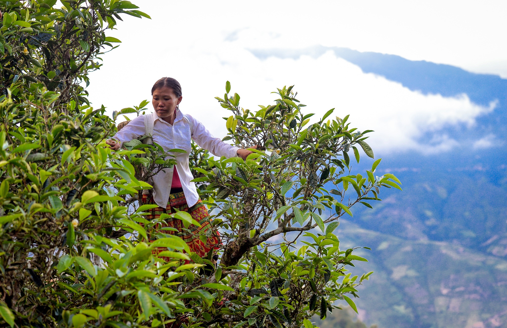 kỹ sư bỏ việc đi tìm vàng xanh ảnh 9 ky su bo viec di tim vang xanh anh 9