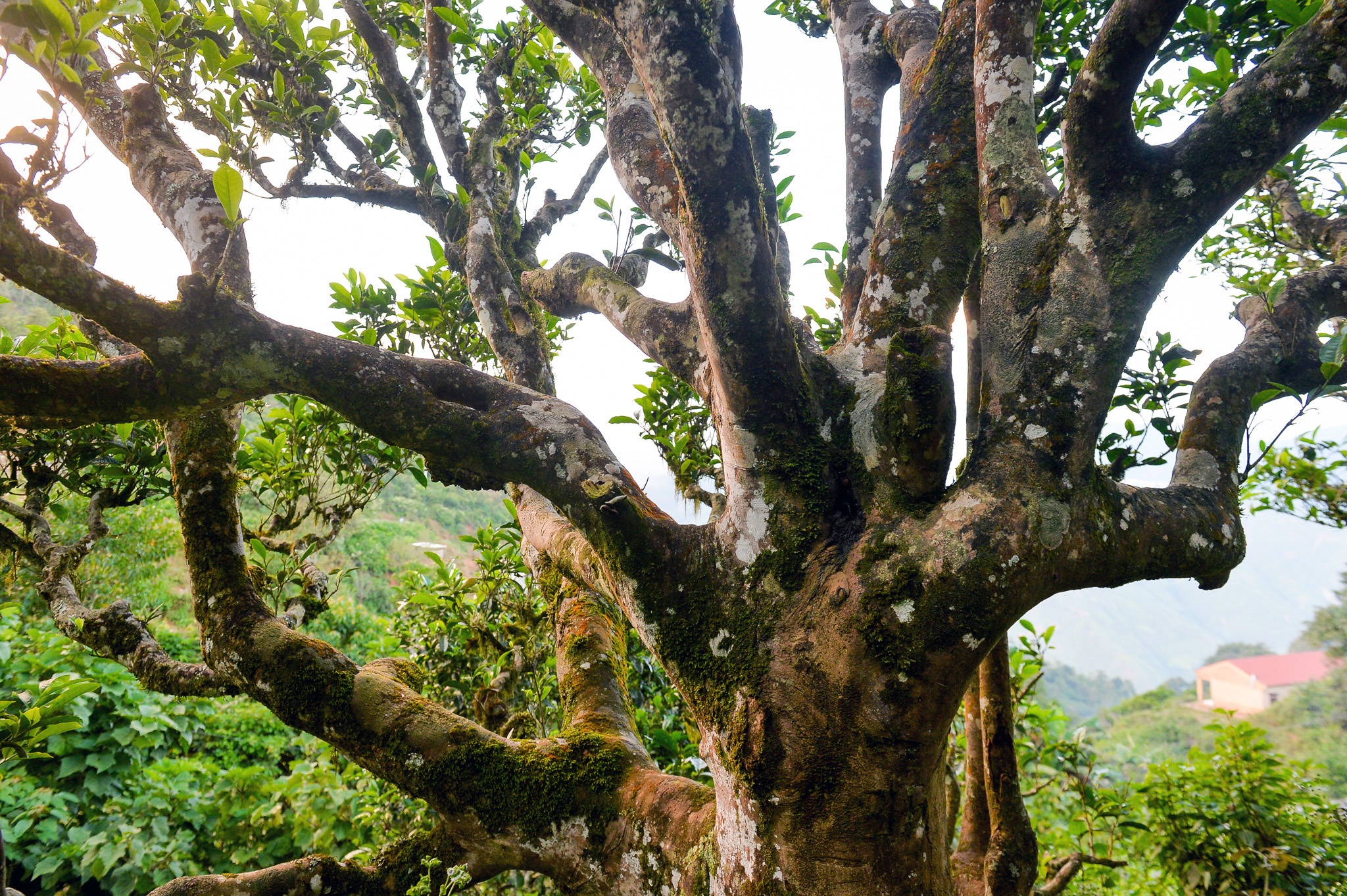 kỹ sư bỏ việc đi tìm vàng xanh ảnh 11 ky su bo viec di tim vang xanh anh 11