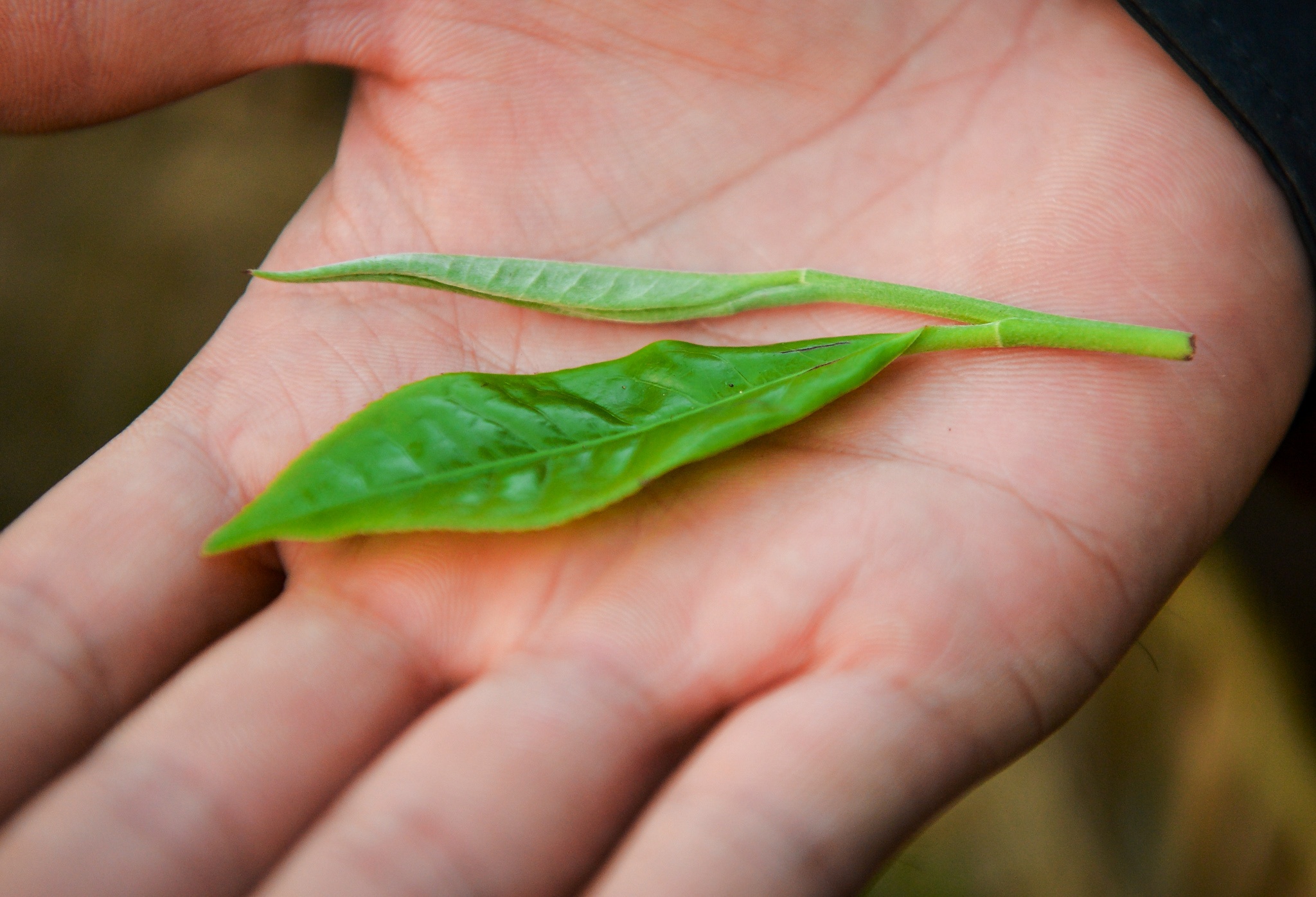 kỹ sư bỏ việc đi tìm vàng xanh ảnh 14 ky su bo viec di tim vang xanh anh 14