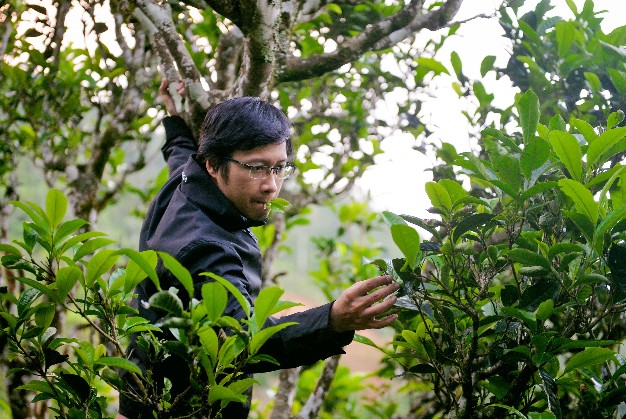 kỹ sư bỏ việc đi tìm vàng xanh ảnh 50 ky su bo viec di tim vang xanh anh 50