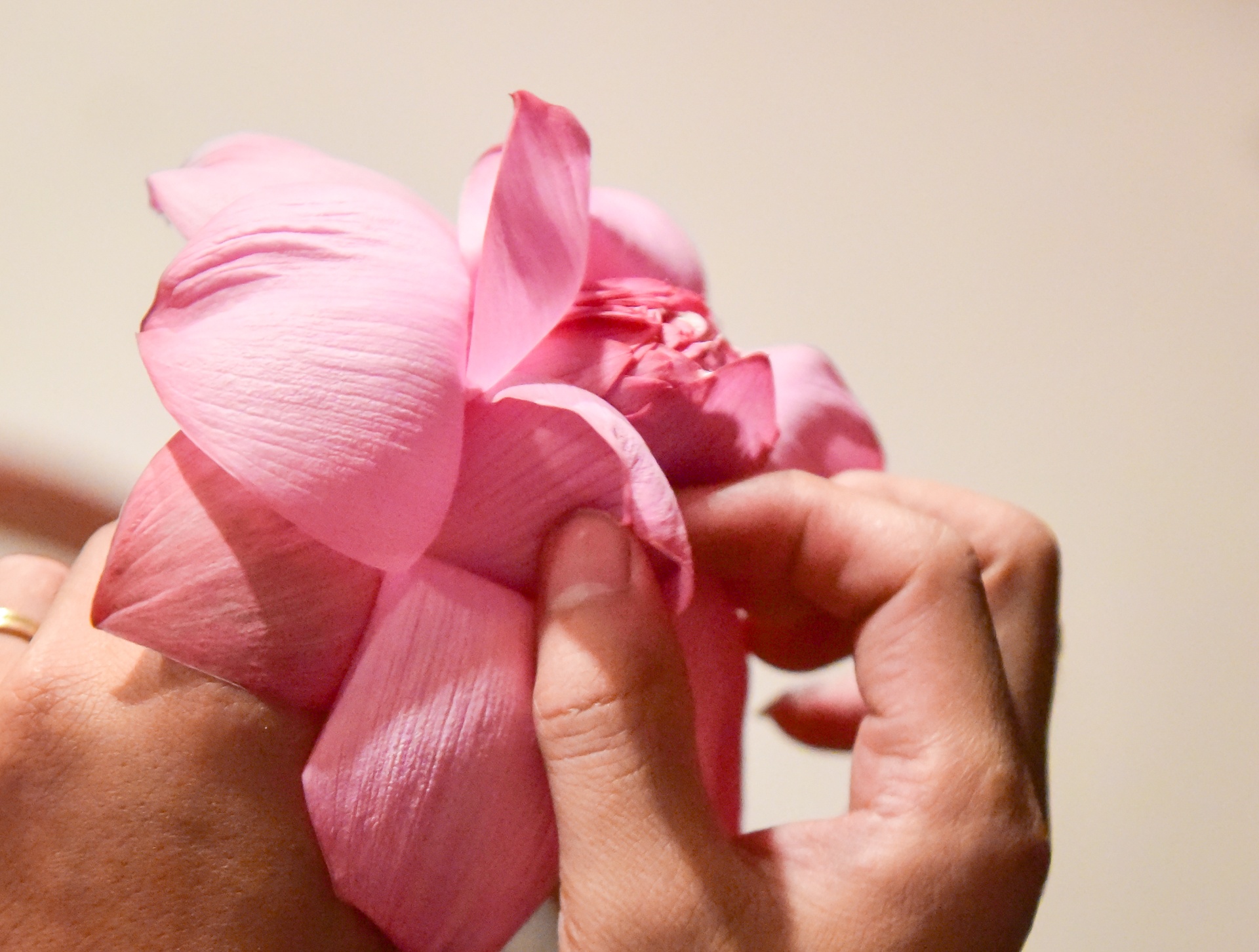 kỹ sư bỏ việc đi tìm vàng xanh ảnh 34 ky su bo viec di tim vang xanh anh 34