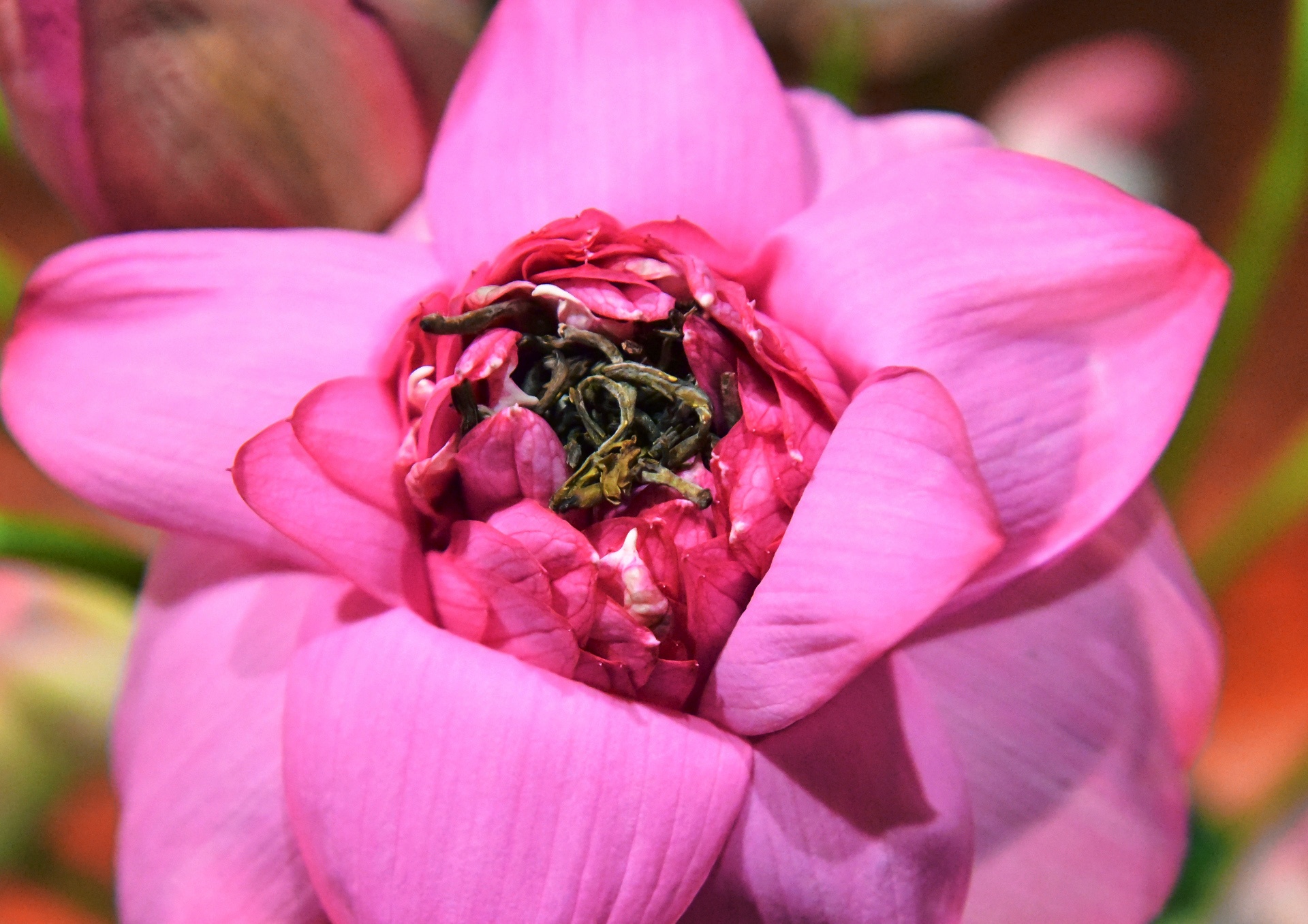 kỹ sư bỏ việc đi tìm vàng xanh ảnh 36 ky su bo viec di tim vang xanh anh 36