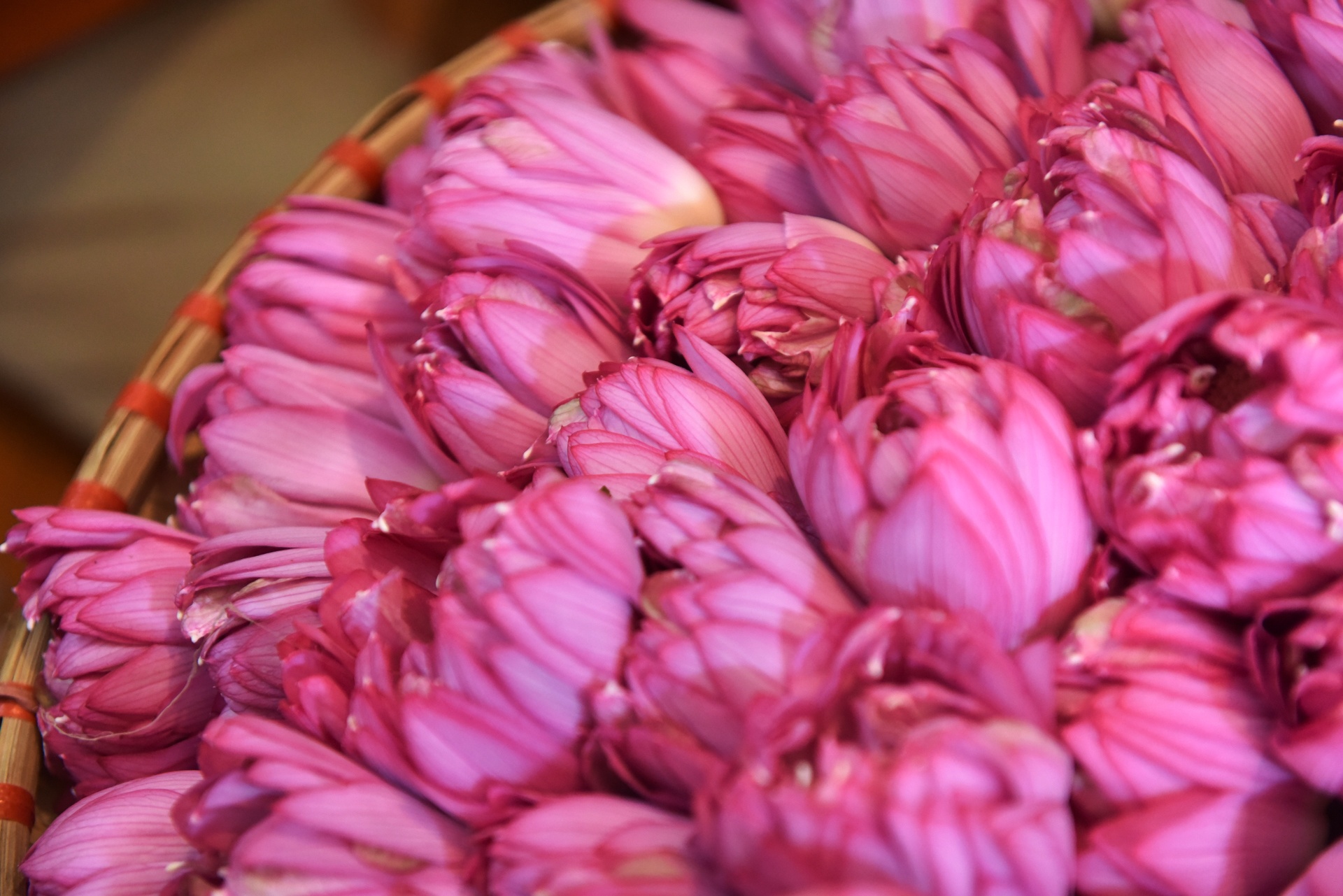 kỹ sư bỏ việc đi tìm vàng xanh ảnh 38 ky su bo viec di tim vang xanh anh 38