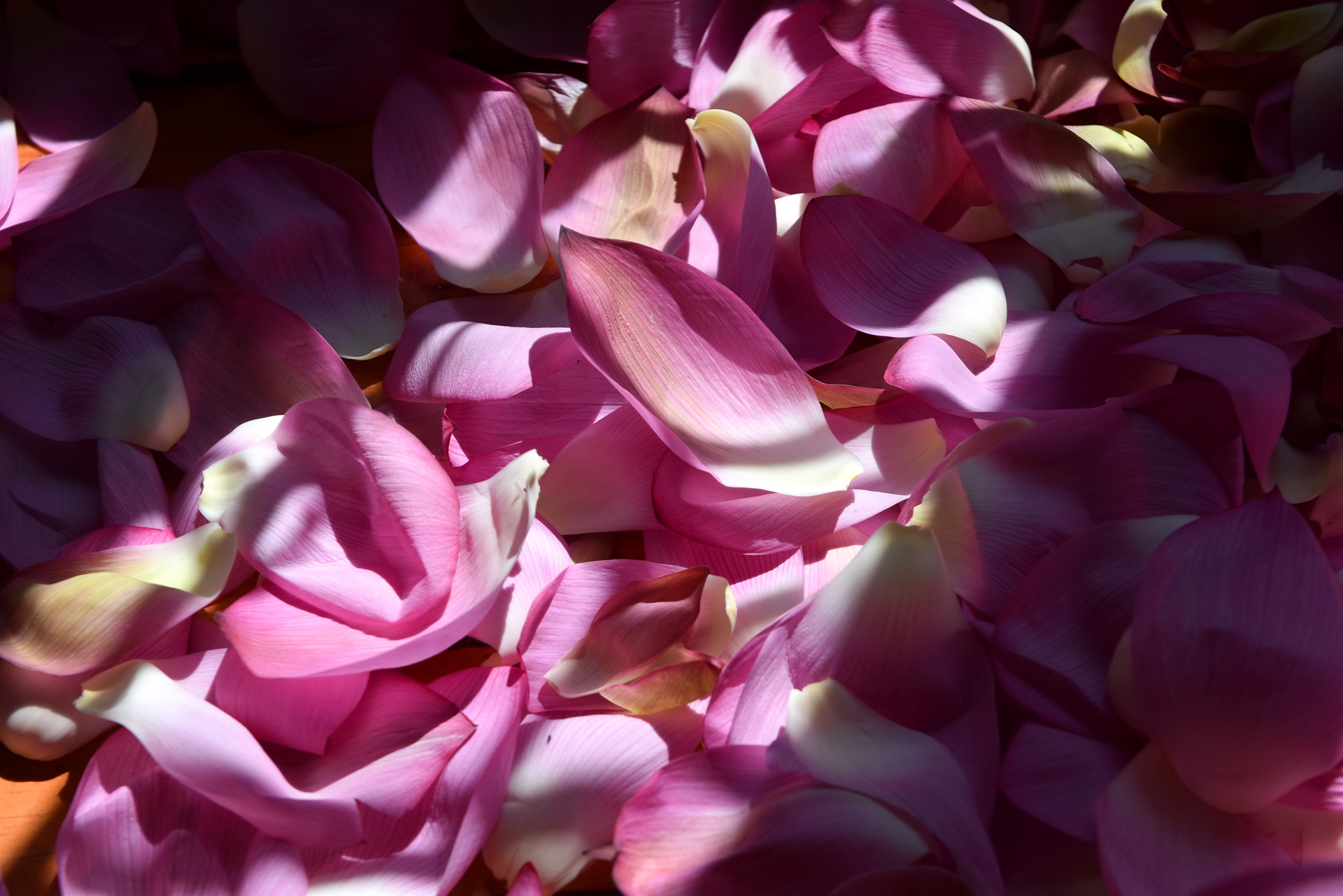 kỹ sư bỏ việc đi tìm vàng xanh ảnh 45 ky su bo viec di tim vang xanh anh 45