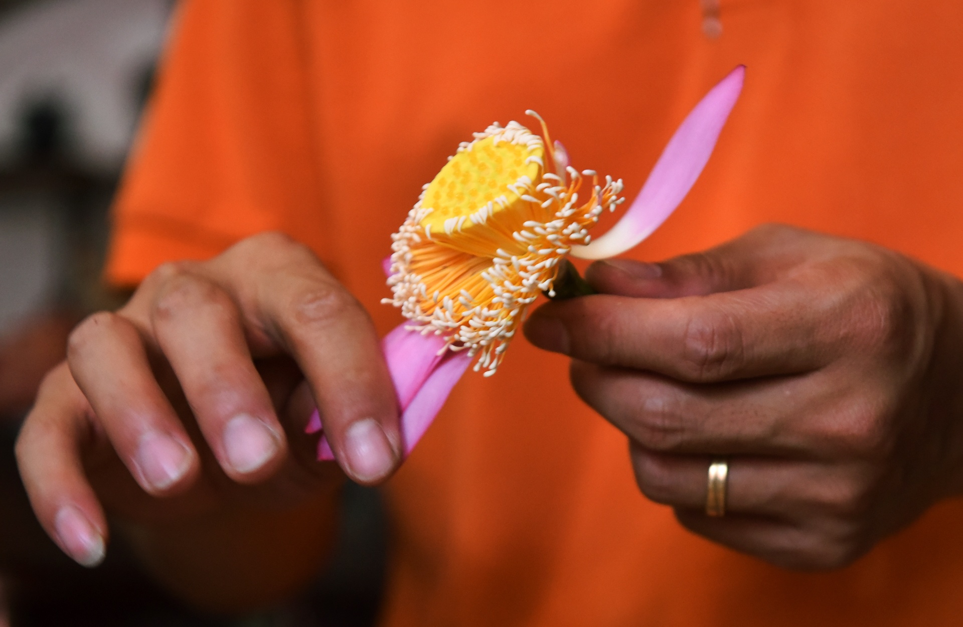 kỹ sư bỏ việc đi tìm vàng xanh ảnh 40 ky su bo viec di tim vang xanh anh 40