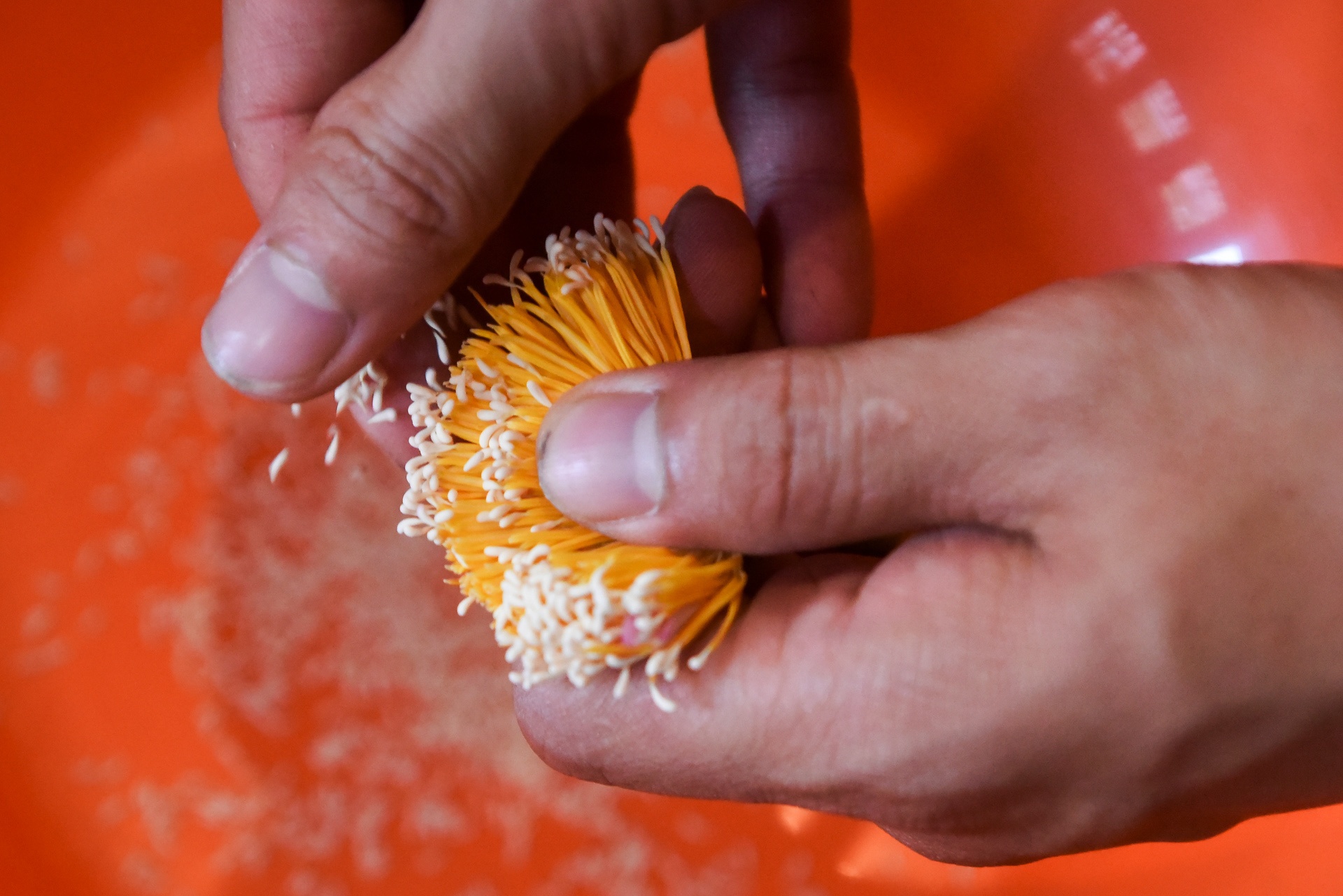 kỹ sư bỏ việc đi tìm vàng xanh ảnh 42 ky su bo viec di tim vang xanh anh 42