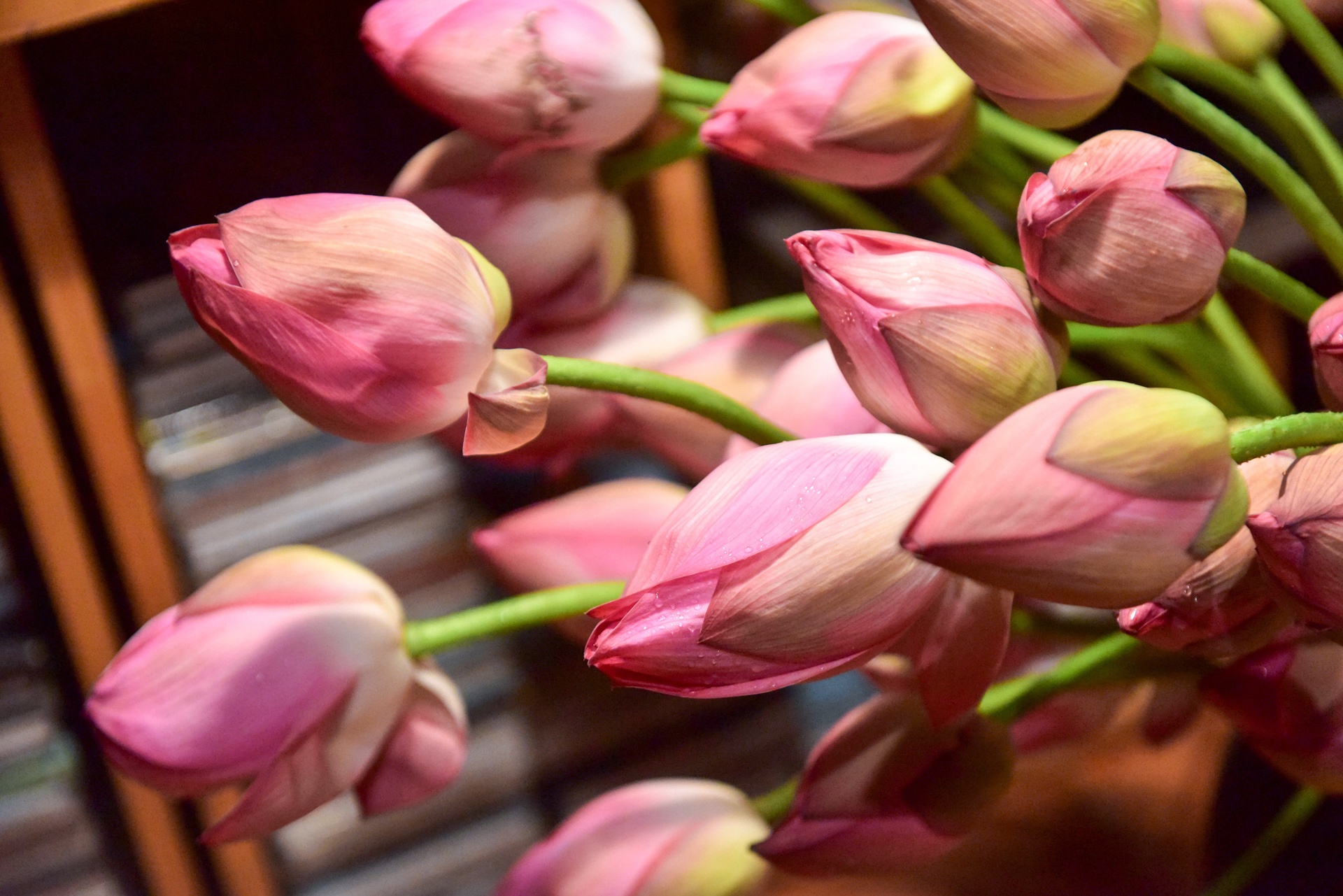 kỹ sư bỏ việc đi tìm vàng xanh ảnh 32 ky su bo viec di tim vang xanh anh 32