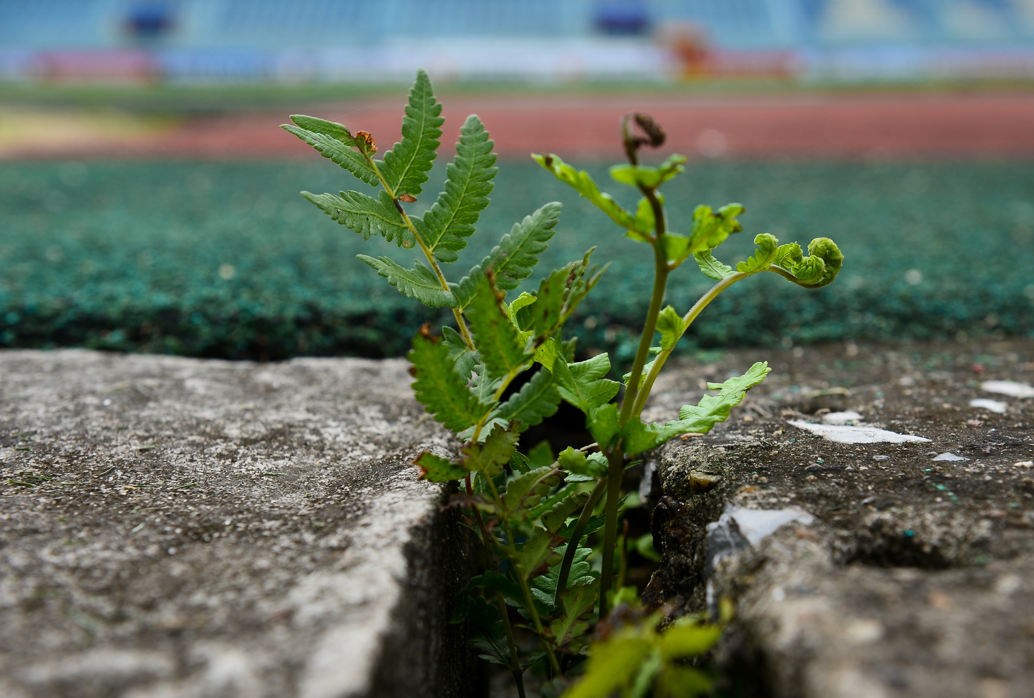 Nhung chi tiet xuong cap cua san Hang Day hinh anh