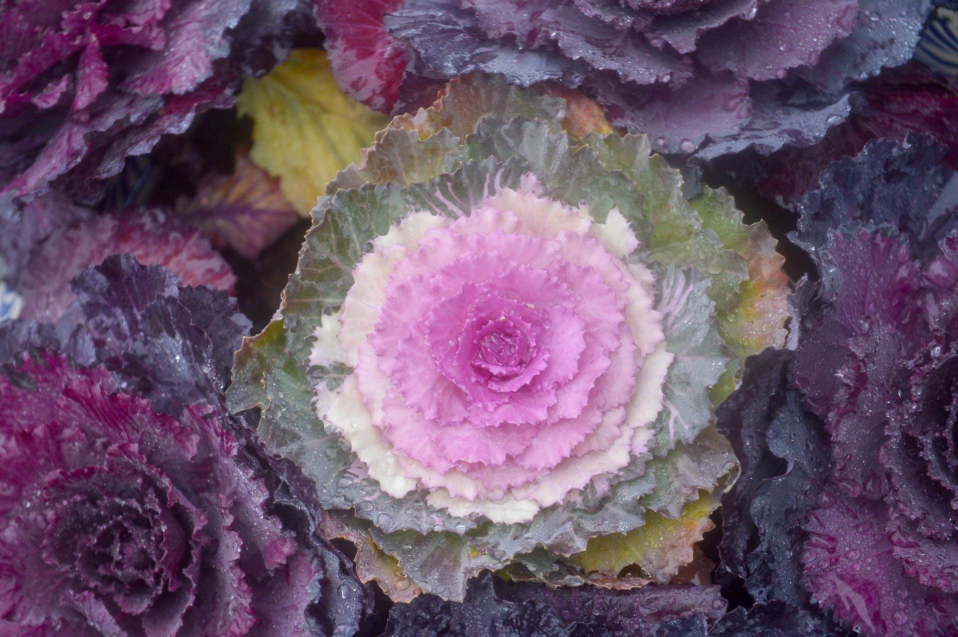 Hanh trinh doi lap o Sa Pa anh 11