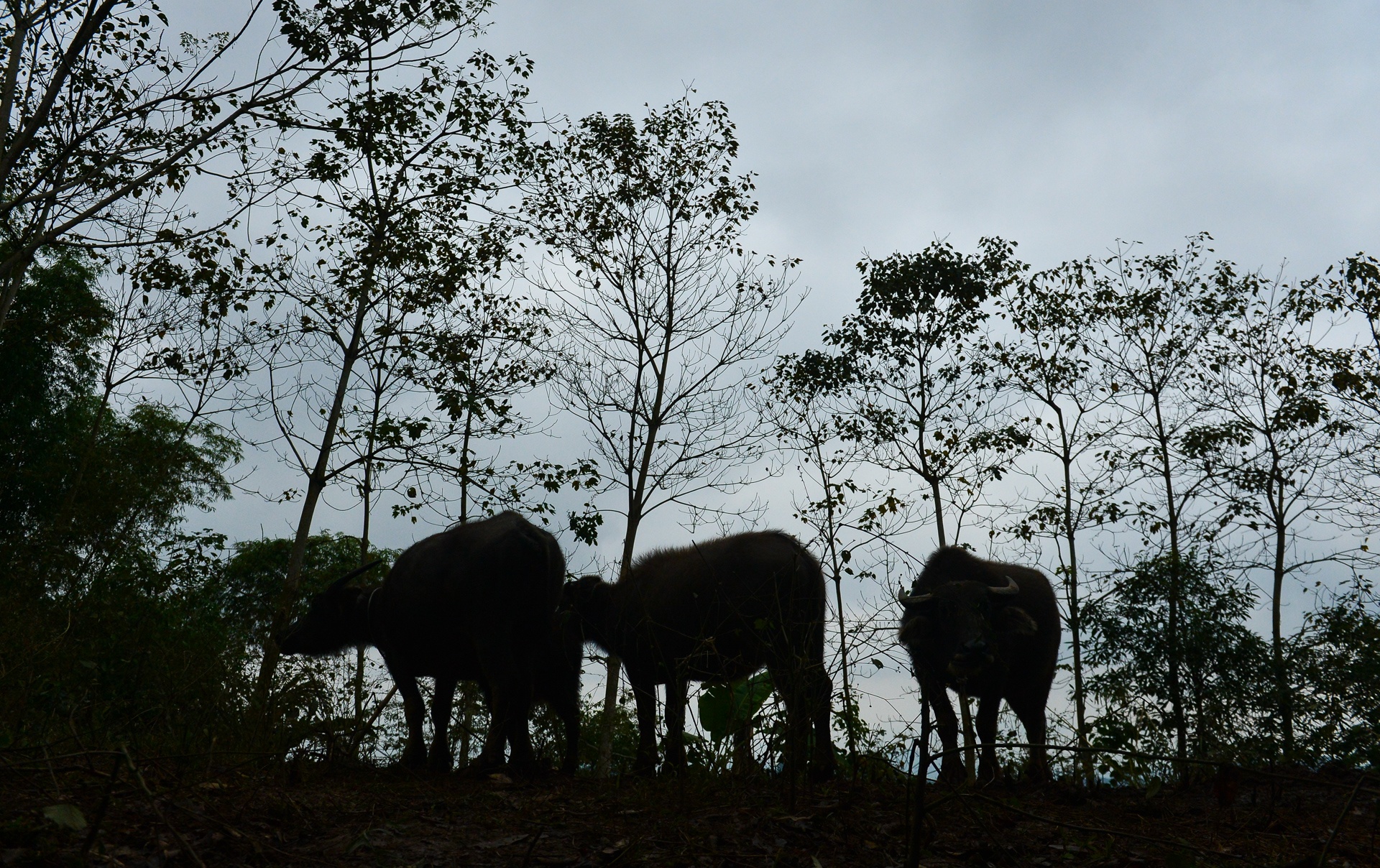 Hanh trinh doi lap o Sa Pa anh 23