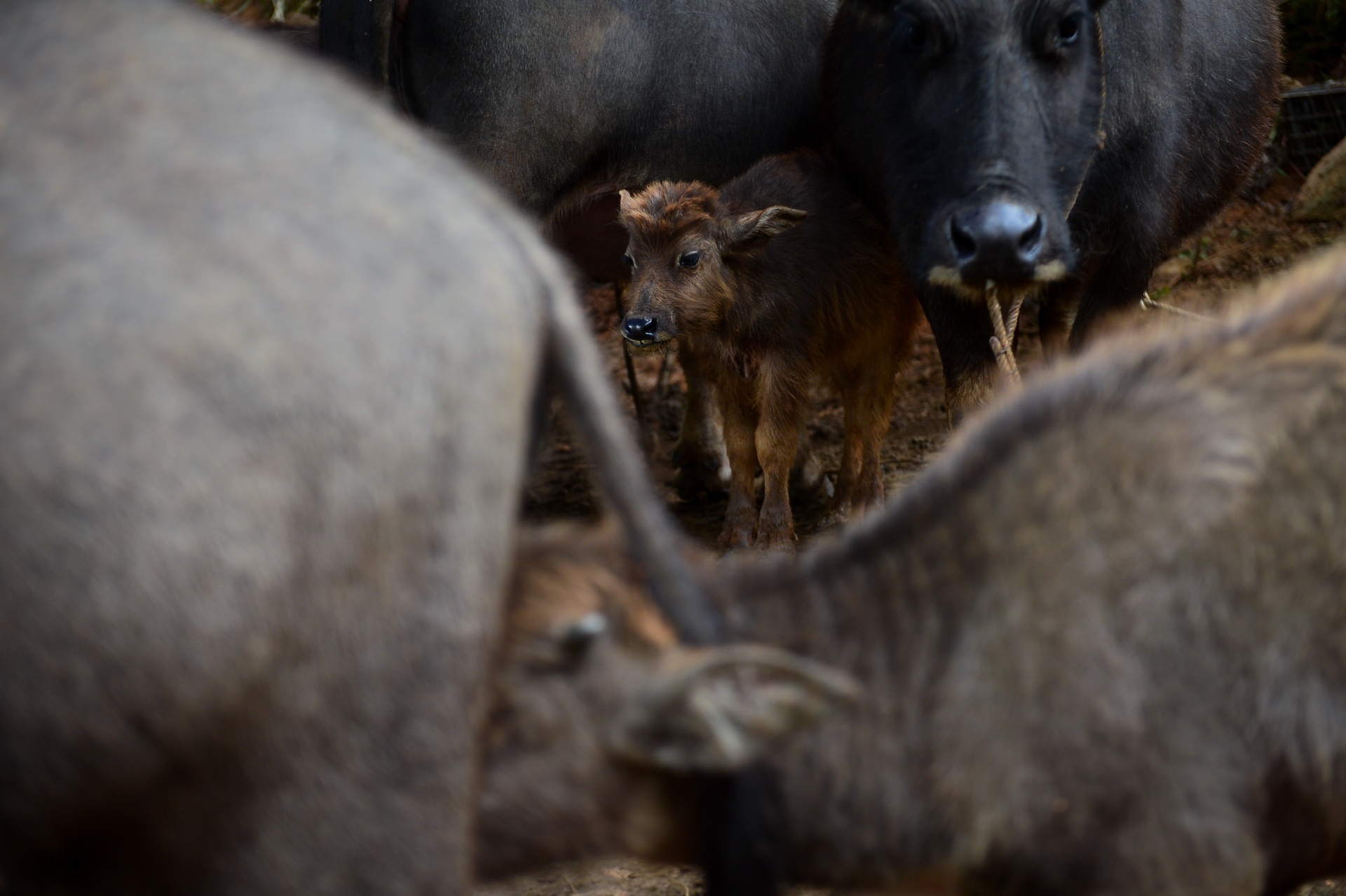 Hanh trinh doi lap o Sa Pa anh 30