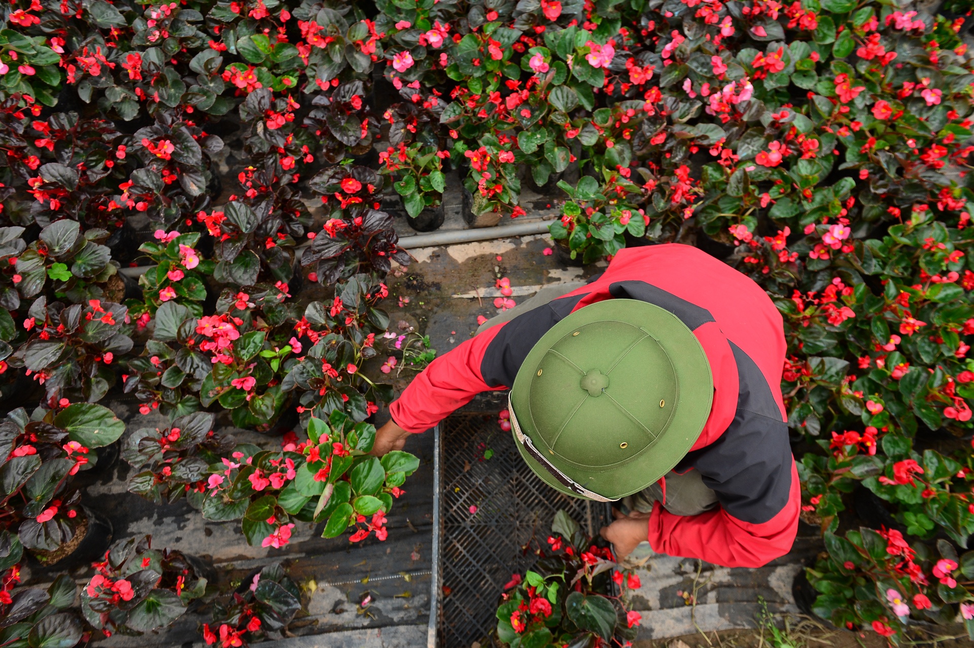 gia hoa Xuan Quan giam manh truoc Tet anh 10