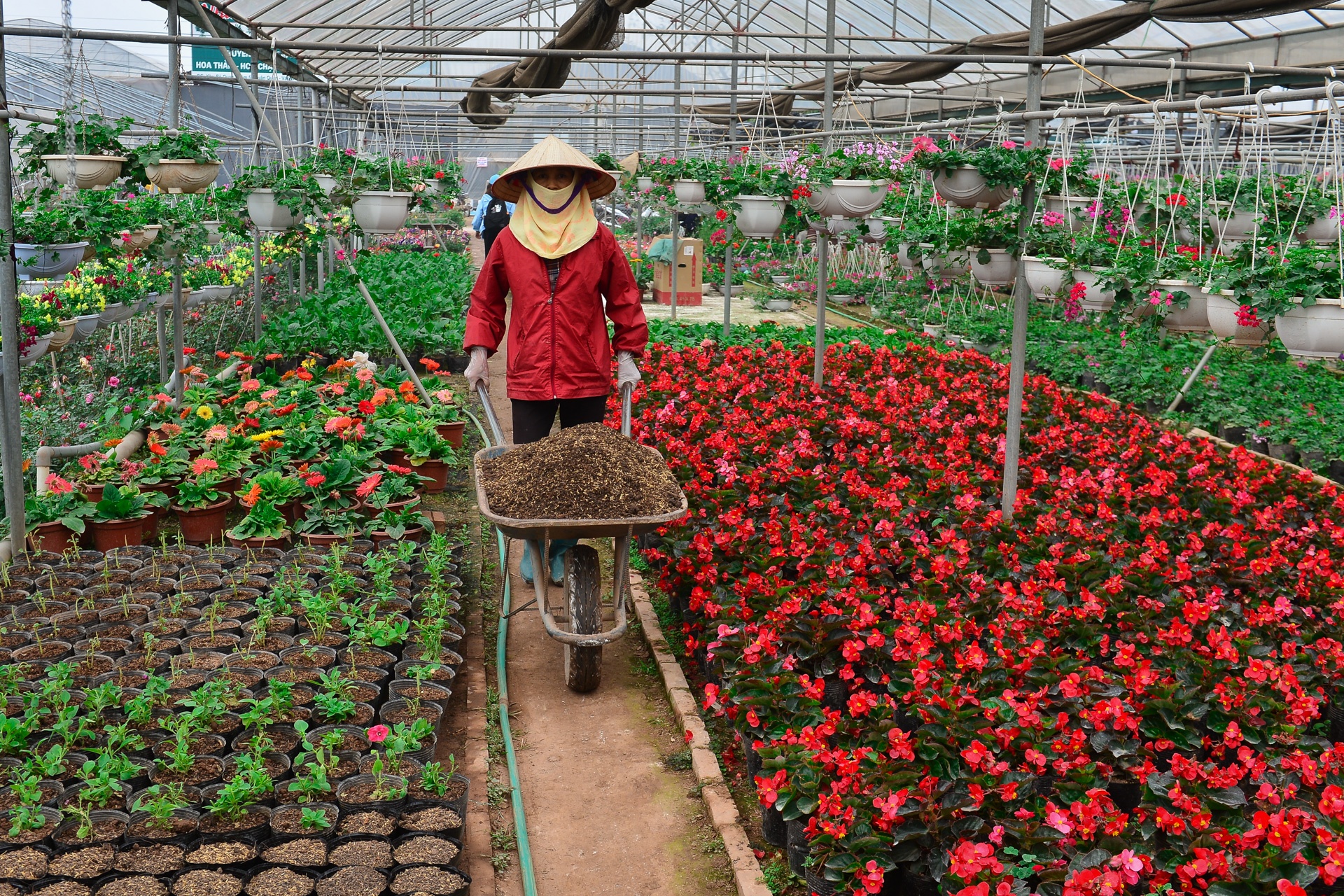 gia hoa Xuan Quan giam manh truoc Tet anh 1