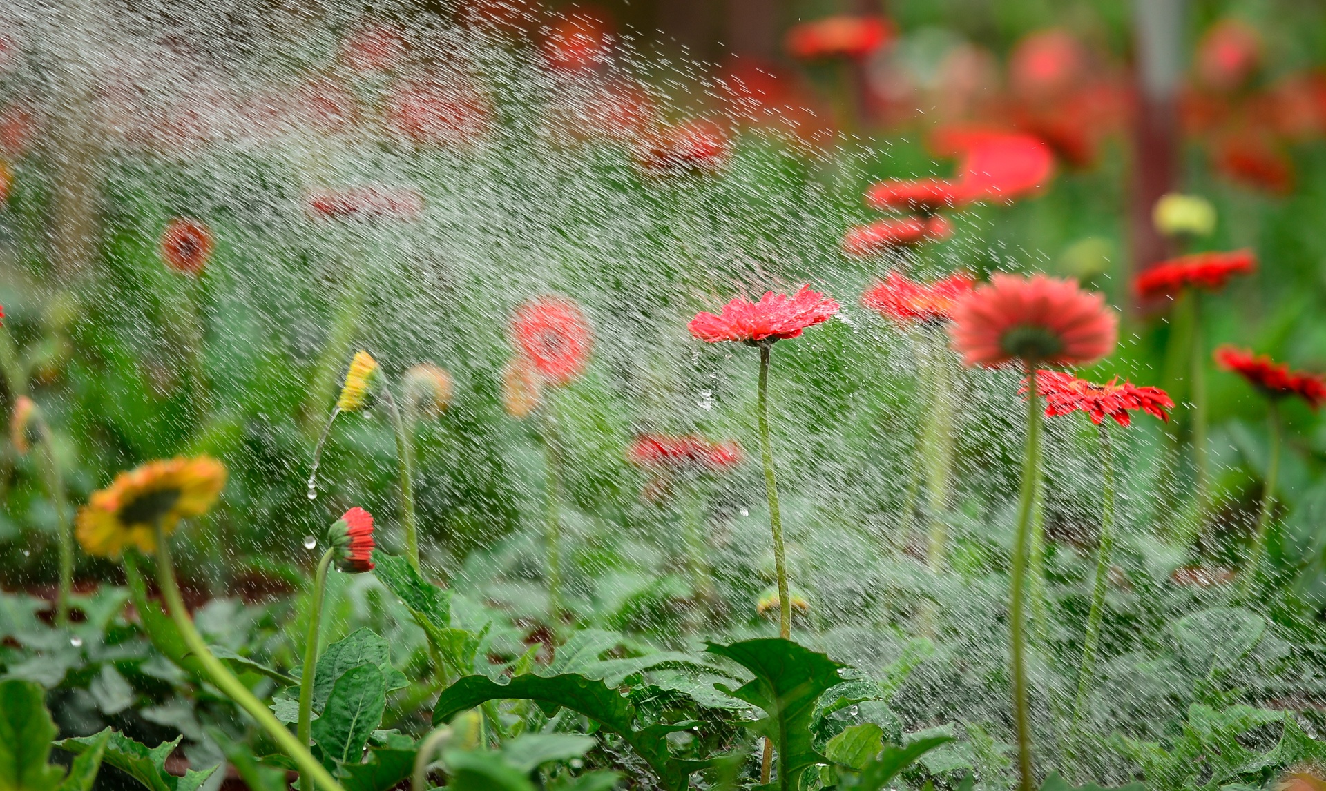 gia hoa Xuan Quan giam manh truoc Tet anh 3