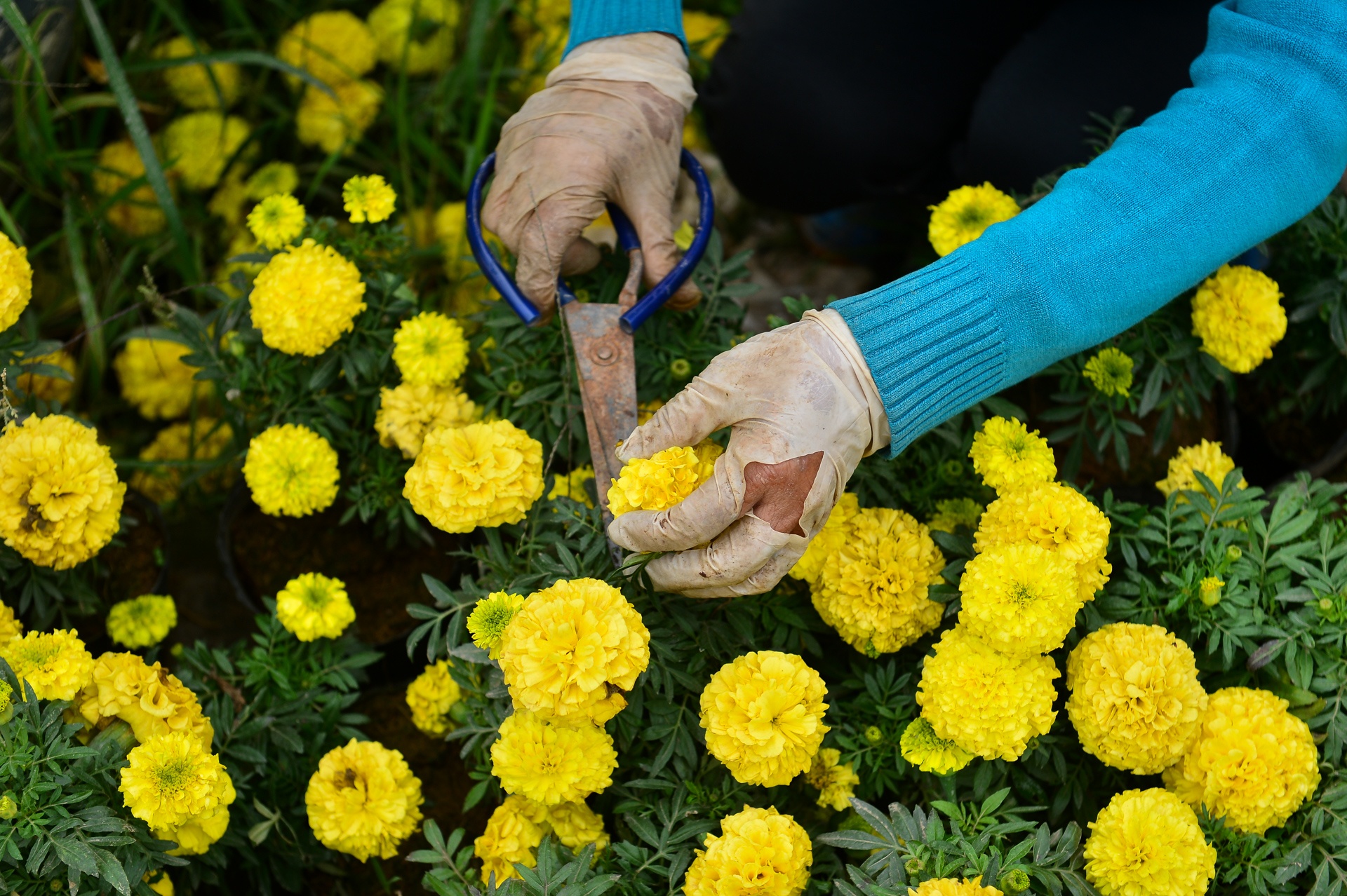 gia hoa Xuan Quan giam manh truoc Tet anh 4