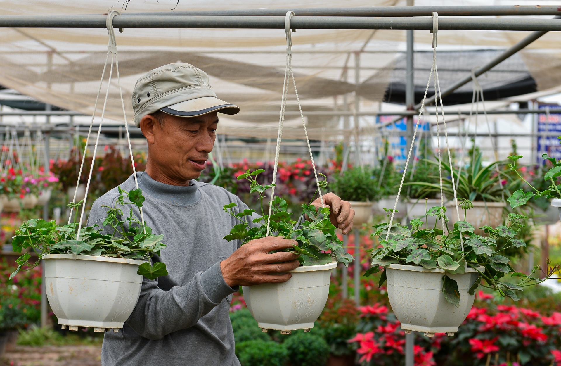 gia hoa Xuan Quan giam manh truoc Tet anh 6