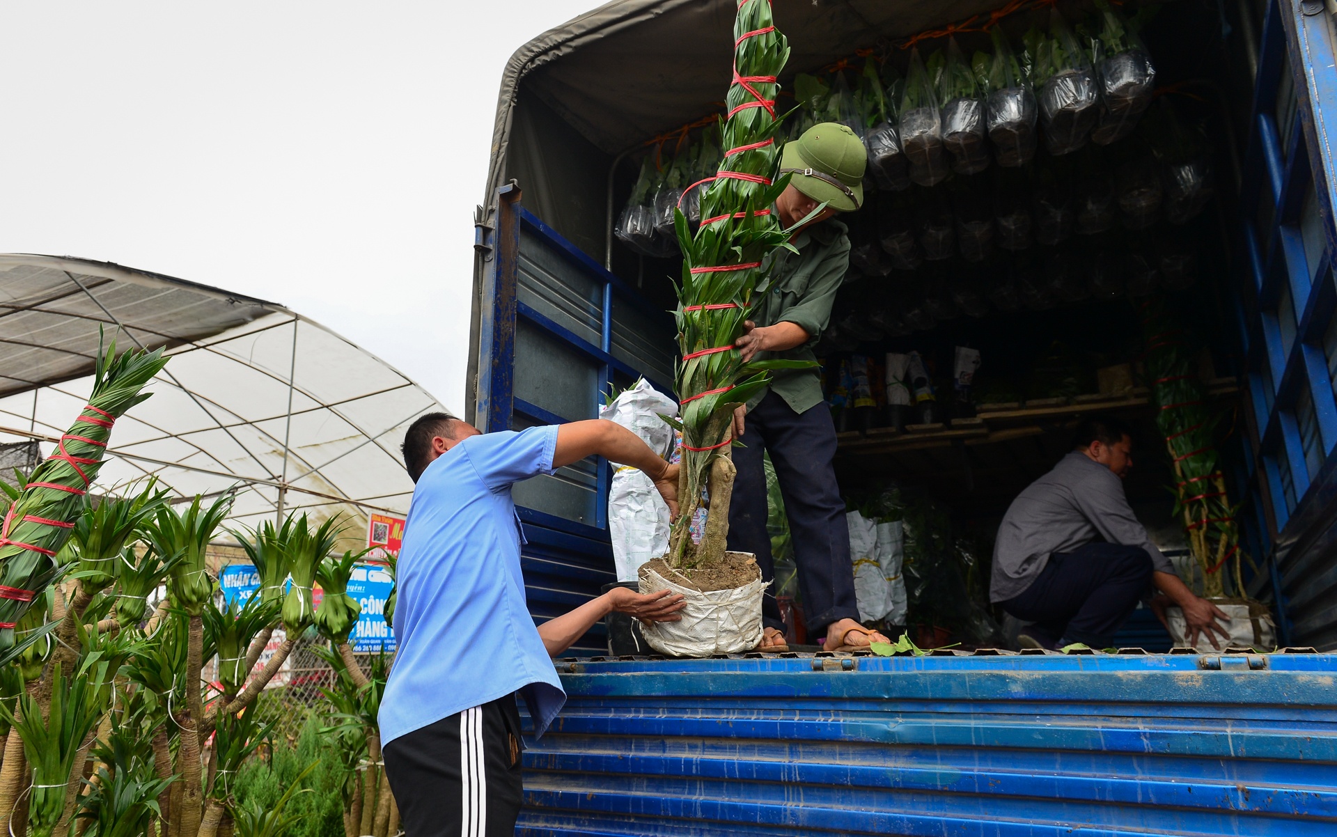 gia hoa Xuan Quan giam manh truoc Tet anh 9