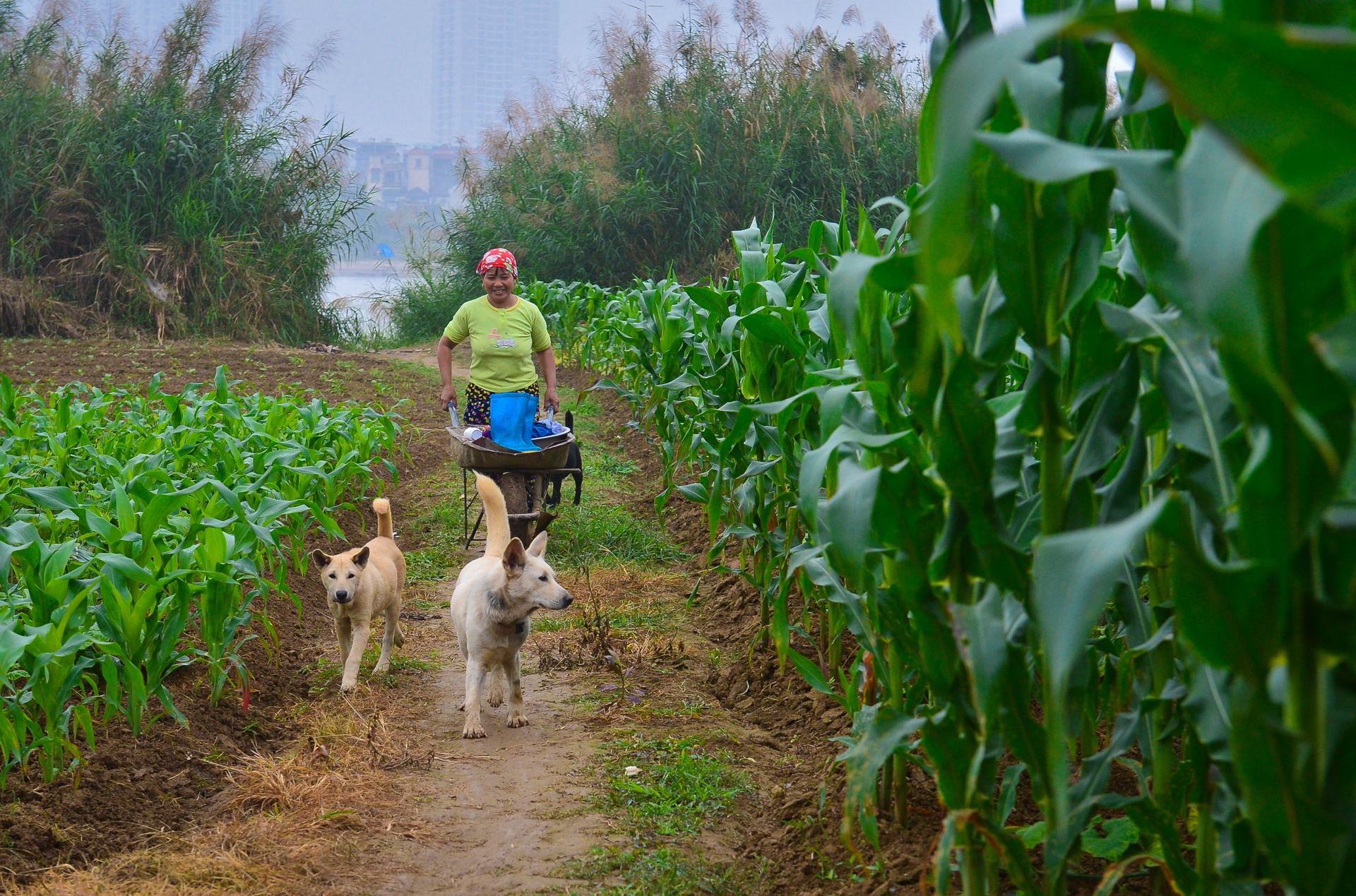 bai giua cau Nhat Tan anh 7