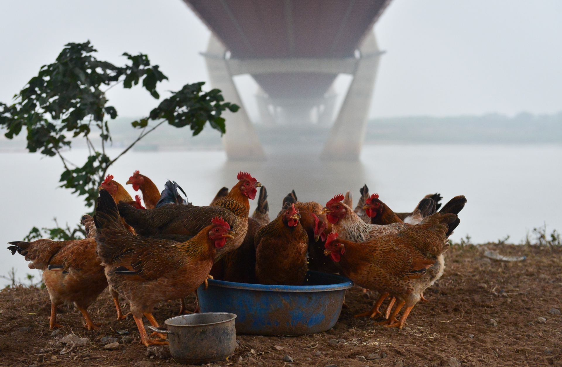 bai giua cau Nhat Tan anh 45