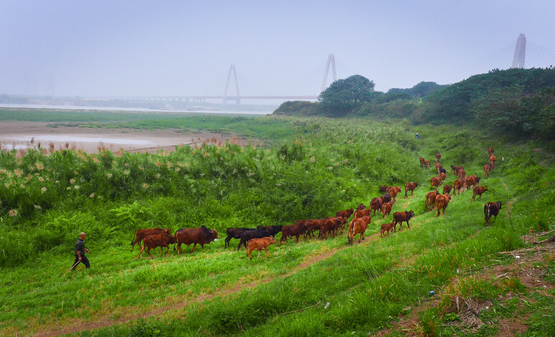 bai giua cau Nhat Tan anh 39