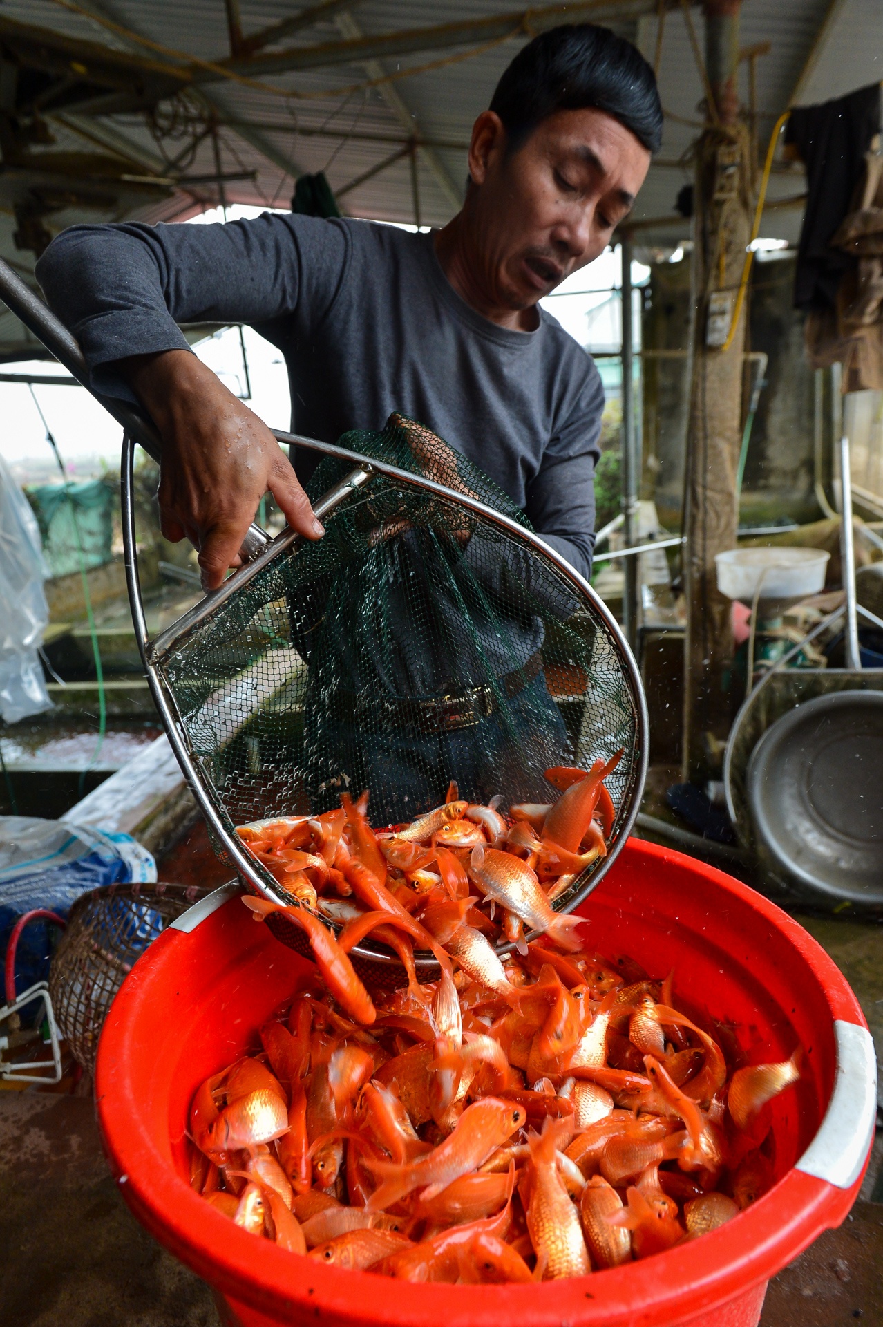 Giá cá chép đỏ ảnh 2 Gia ca chep do anh 2