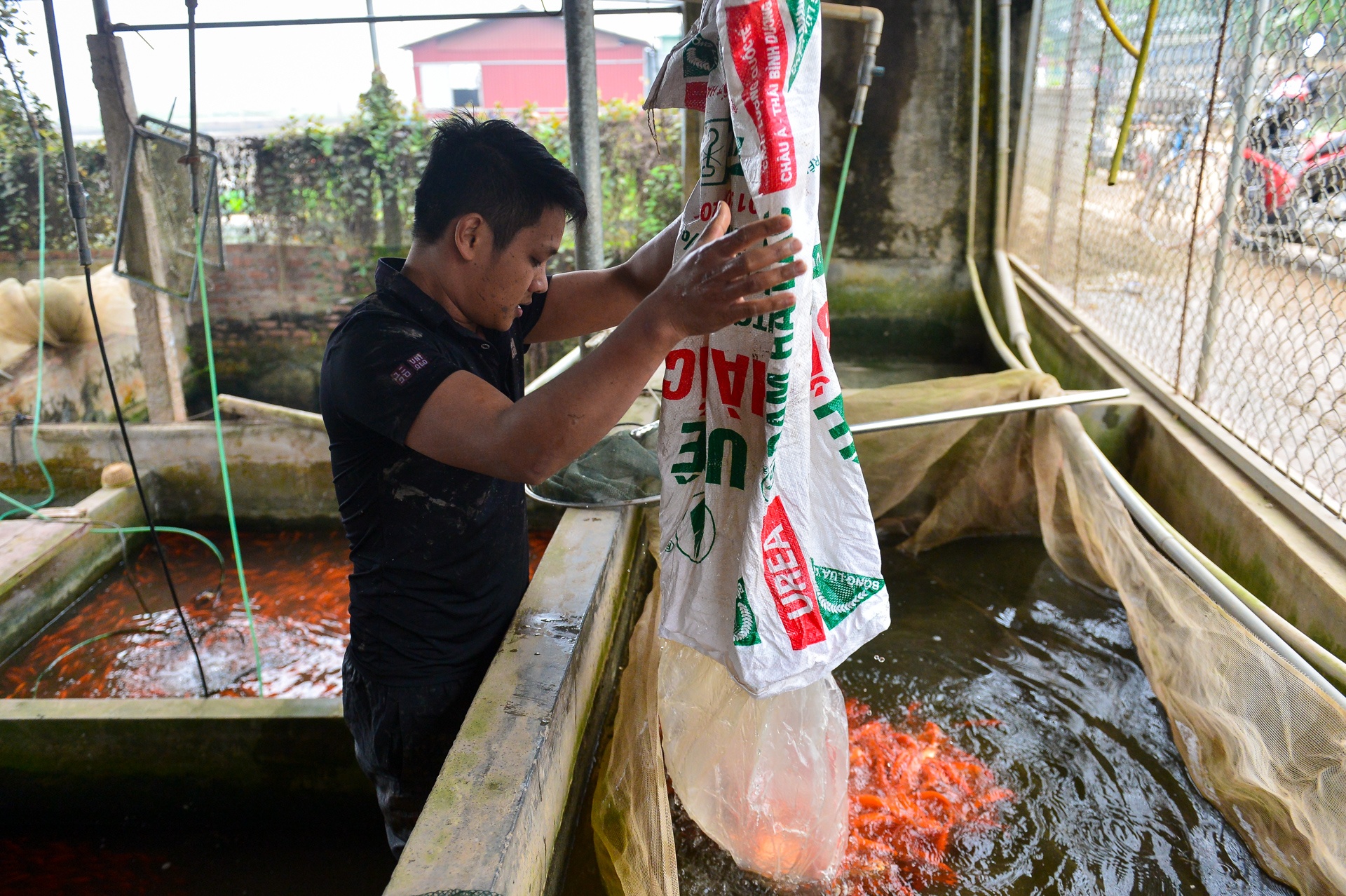 lang ca chep Thuy Tram anh 6